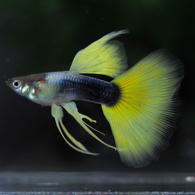 【現物】種親Taxiリボン　1カルテット＋おまけ１ペア