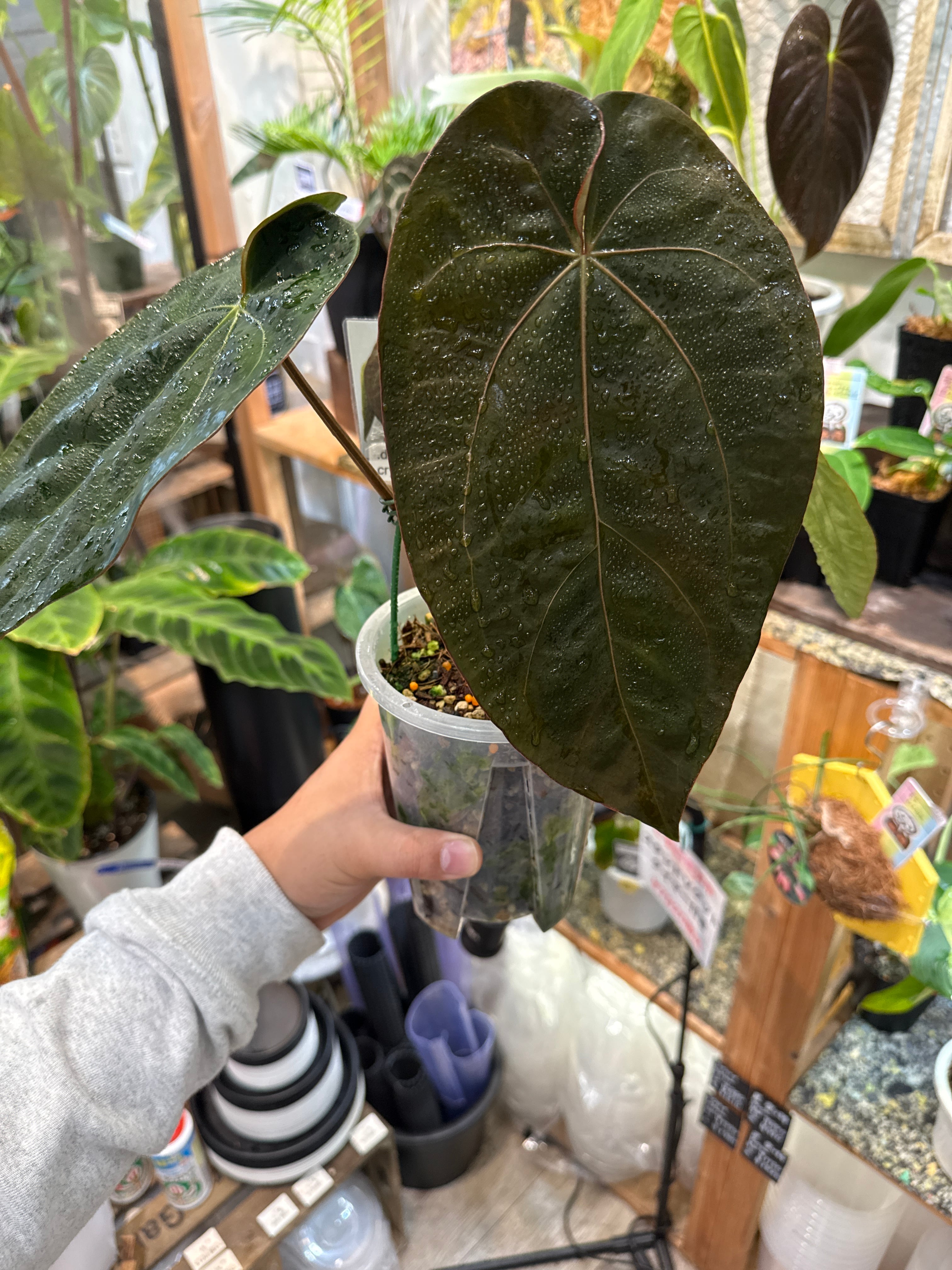 ハ*ん様 21 S&P アンスリウム　ポルティラエ　大株　オープンサイナス 21 S&P アンスリウム ポルティラエ 大株 オープンサイナス