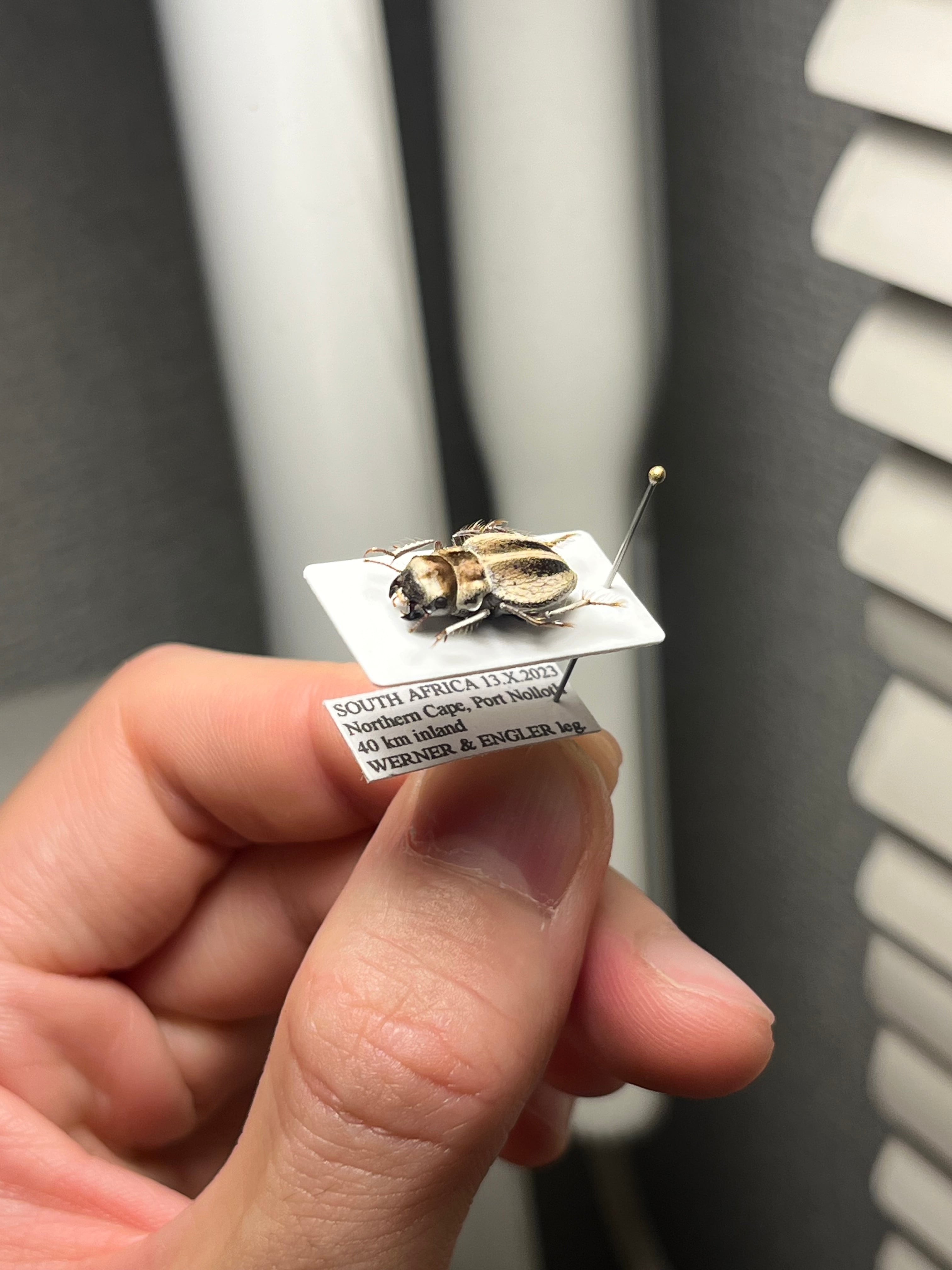 14mm♀】クワガタモドキゴミムシダマシ Calognathus chevrolati 昆虫