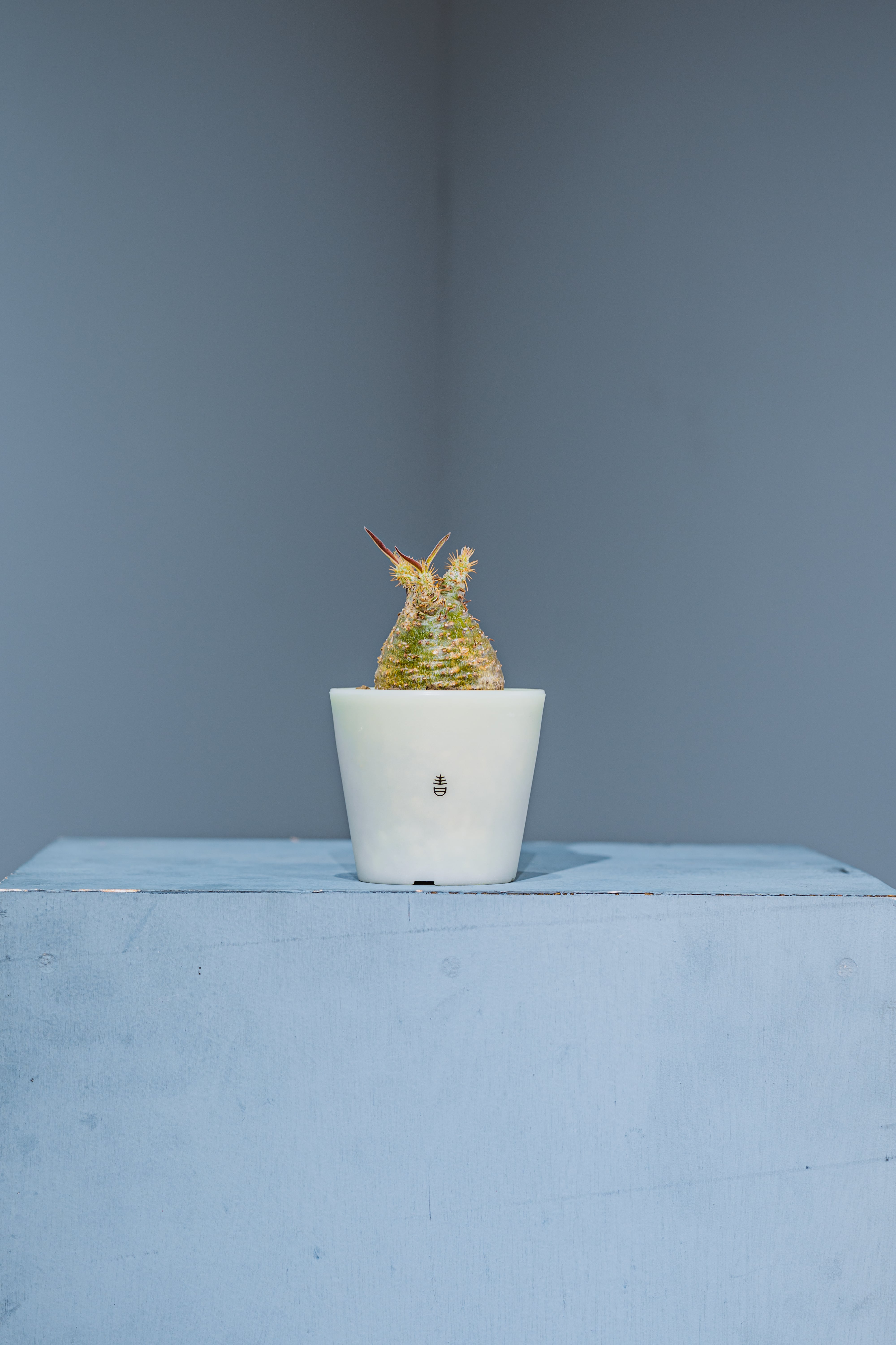 青坊主　作家鉢　陶器鉢　植木鉢 新着】Pachypodium gracilius × ボクタノ鉢 GIDバージョン【BOKU HA