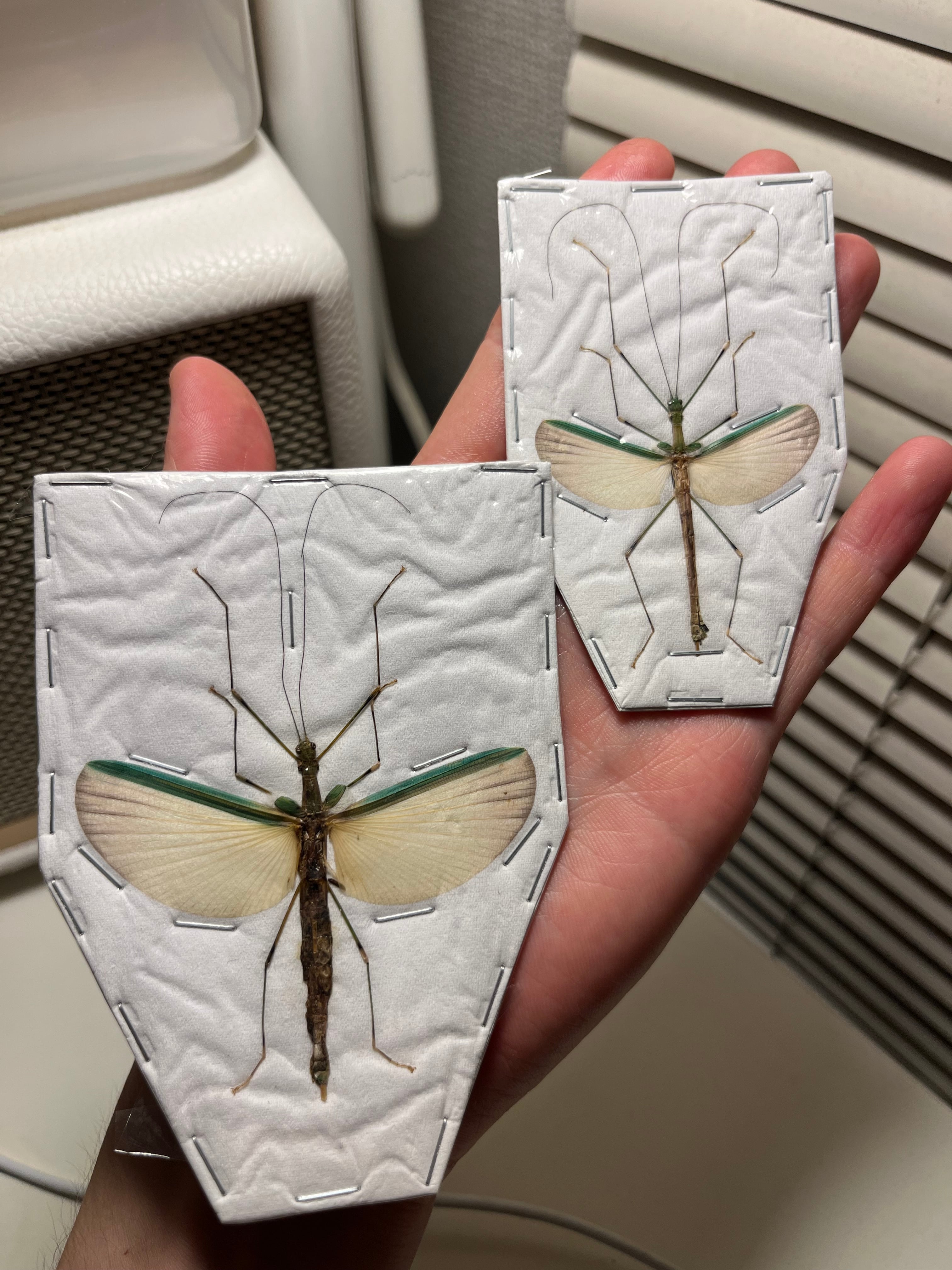 ♀】トゲアシフトナナフシオバケフトナナフシコノハムシカマキリ