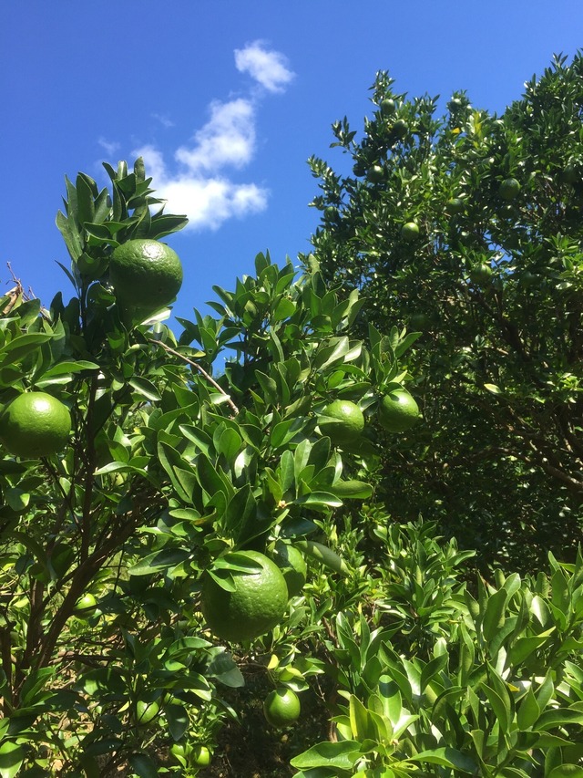 ポンカン【ご家庭用】サイズMIX5㎏（約35個）