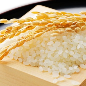 【食べ比べ4点セット】 キヌヒカリ / 玄米 白米 2合 × 4袋 / 令和7年【農薬不使用&極限まで抑えたお米】