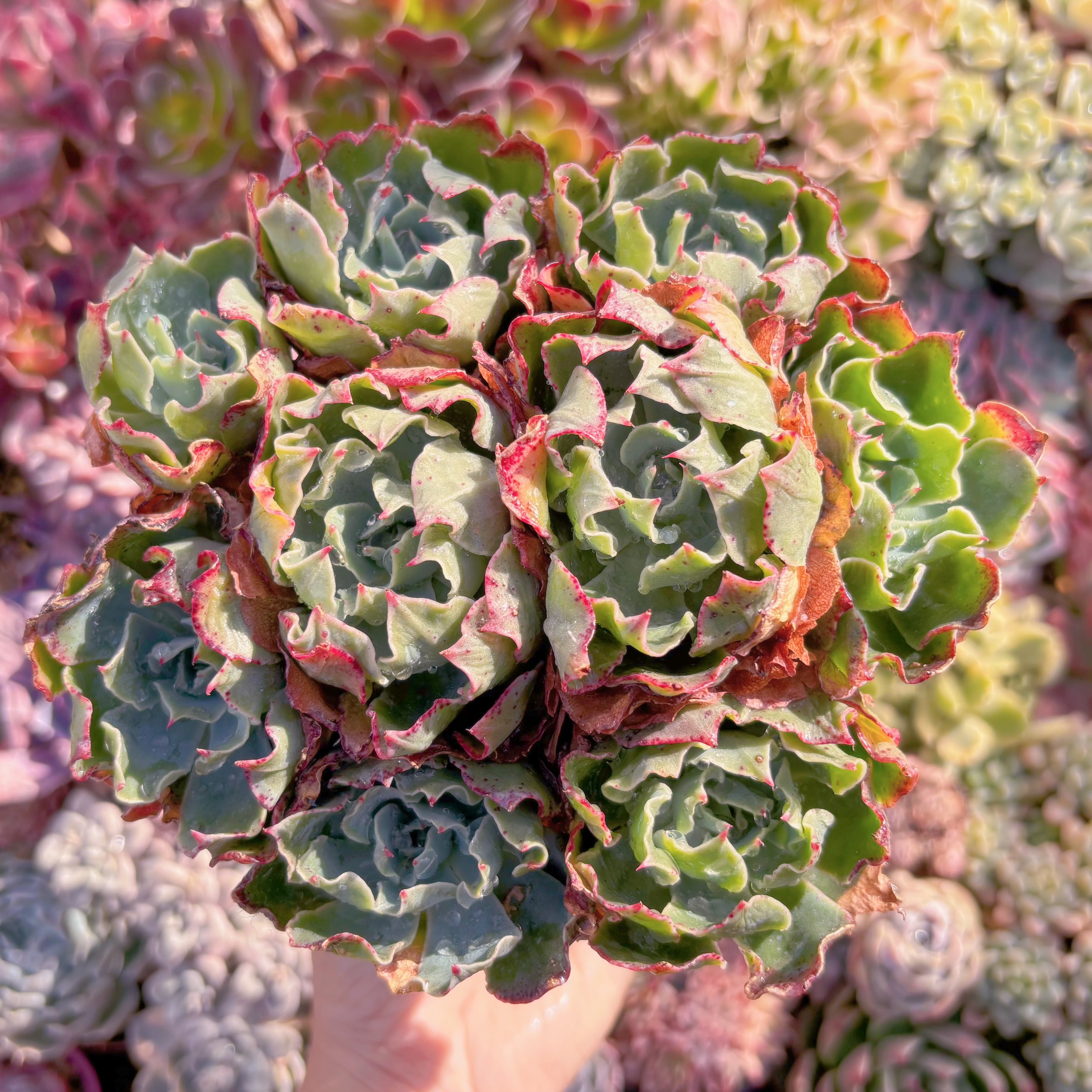 現品　Tsunami#856　新入荷　特大群生    るる農園