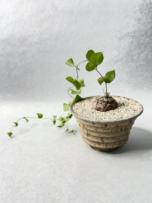 ディオスコレア・亀甲竜