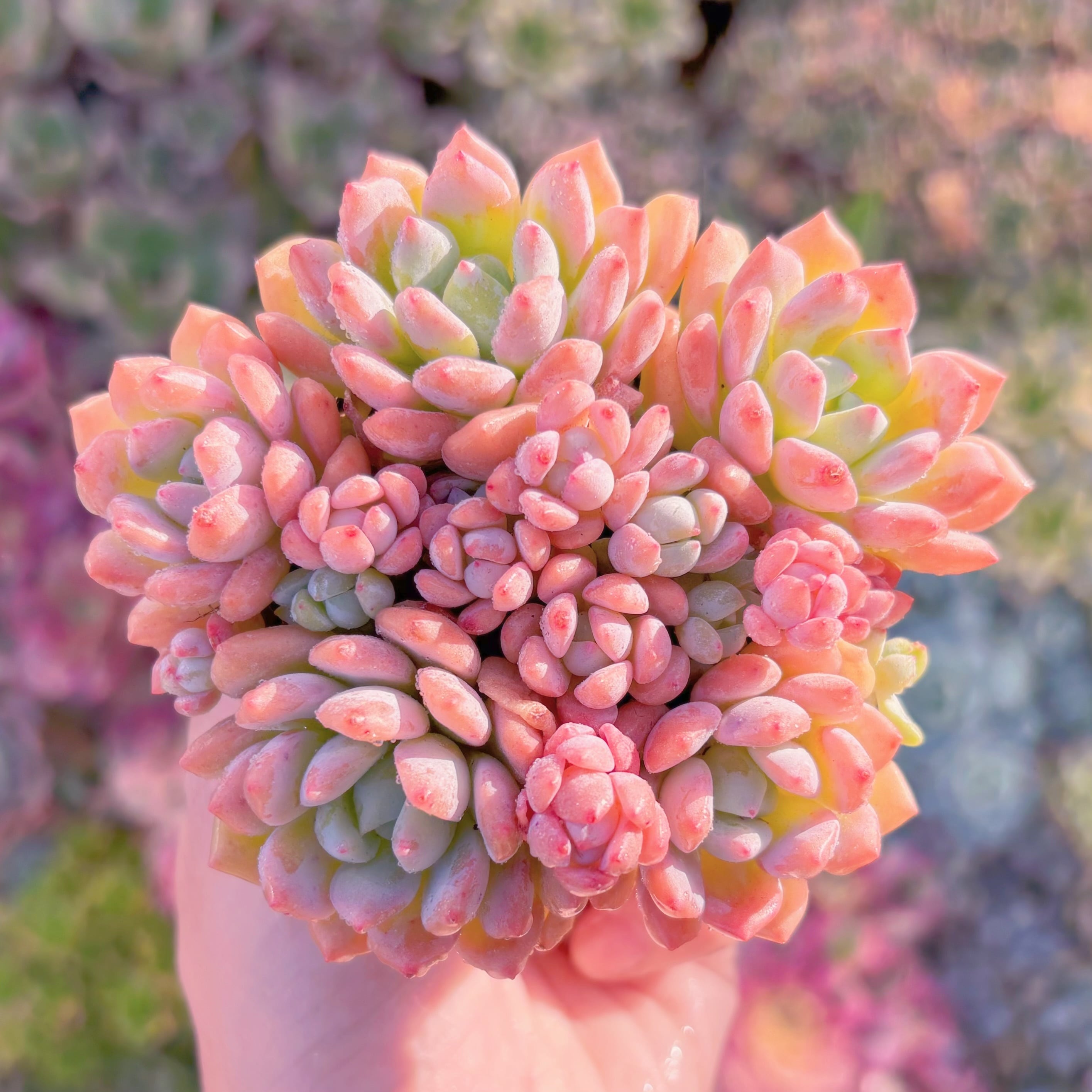 現品　プロリフェラxラウル#A043　群生　るる農園