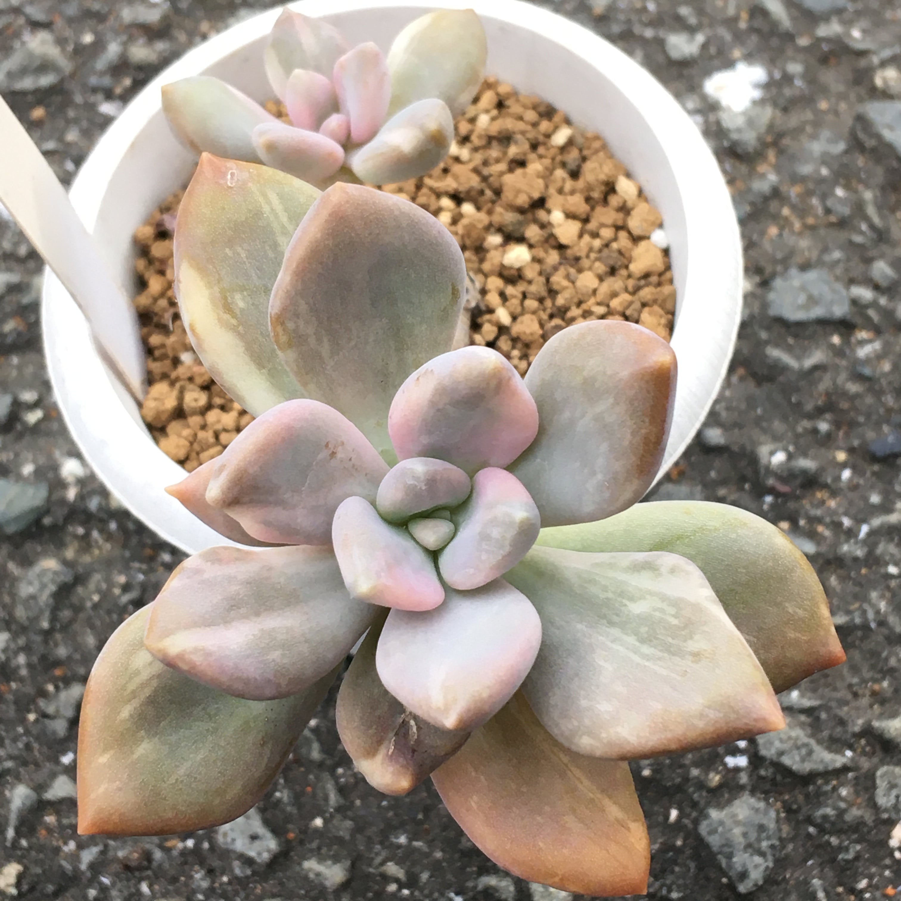 石蓮花錦(韓国苗) | RuPo 多肉植物専門店