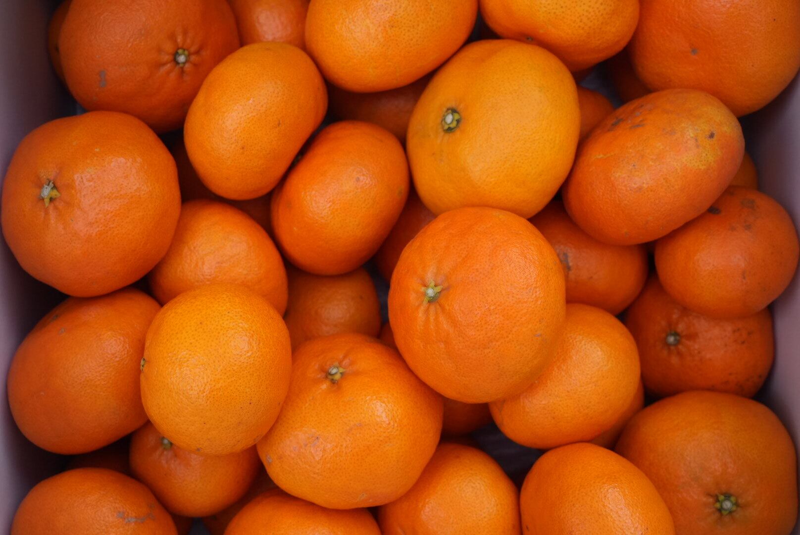熟成してます 美味しいです甘平10kg 甘平 3kg-10kg | orchard