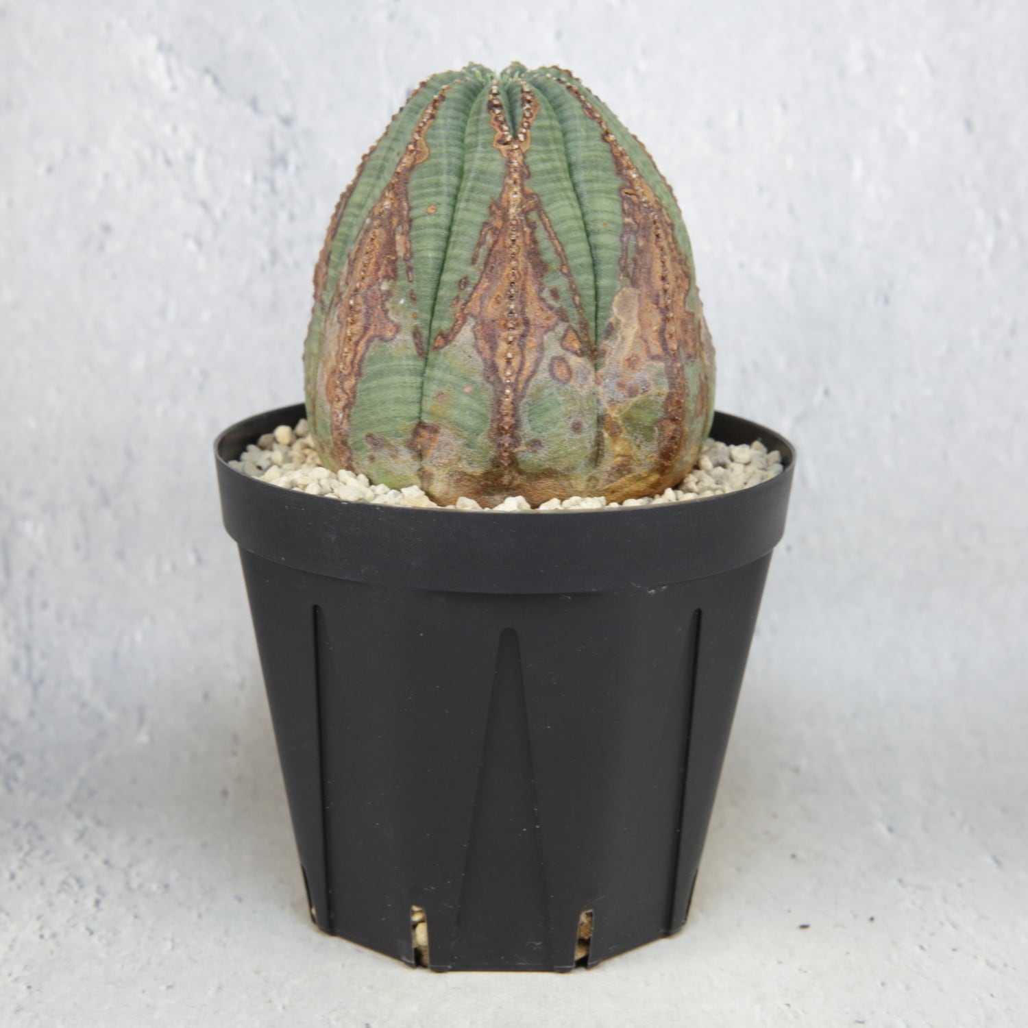 木質化 美模様 オベサ / ユーフォルビア | LIGHTHOUSE.PLANTS