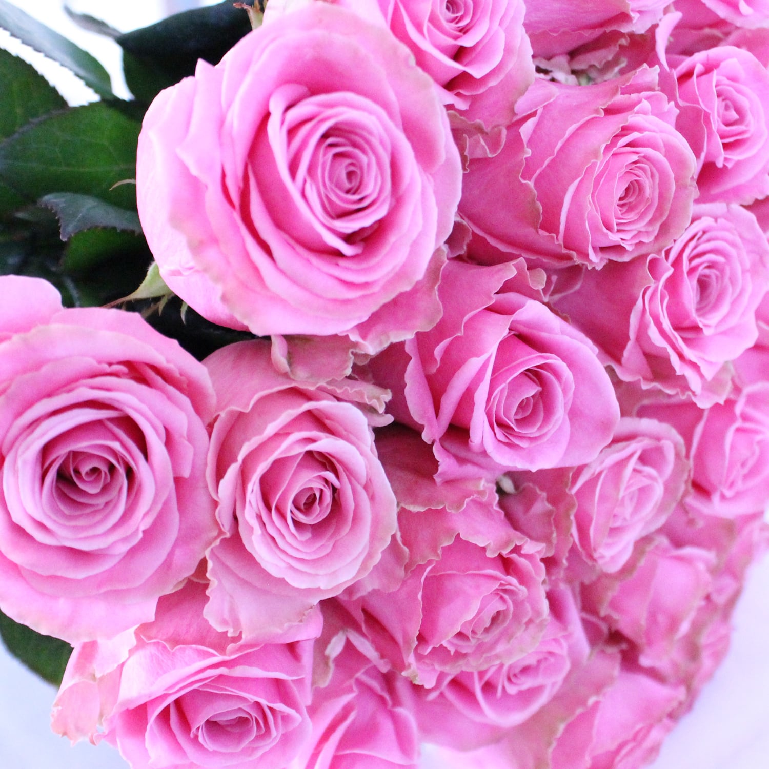 炎Gまとめ売り(バラok!!) 国枝ローズ 30本【国産の高品質バラ】☆フラワーロス削減 | 2020