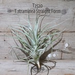 【送料無料】straminea Straight Form〔エアプランツ〕現品発送T2520