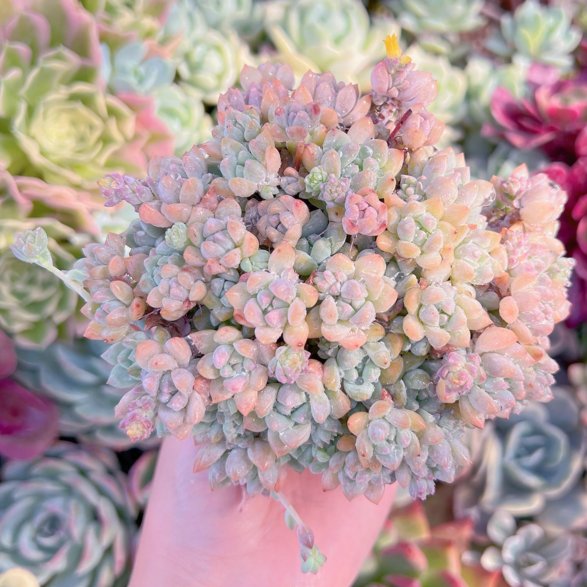 現品　プロリフィカ#F235　群生　るる農園