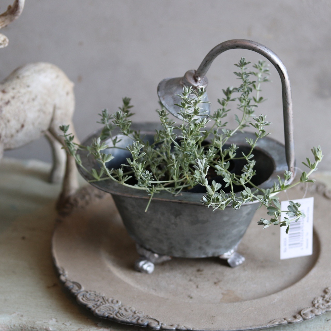 ロータスクレティクス　寄せ植えにオススメ　シルバーリーフ　丈夫