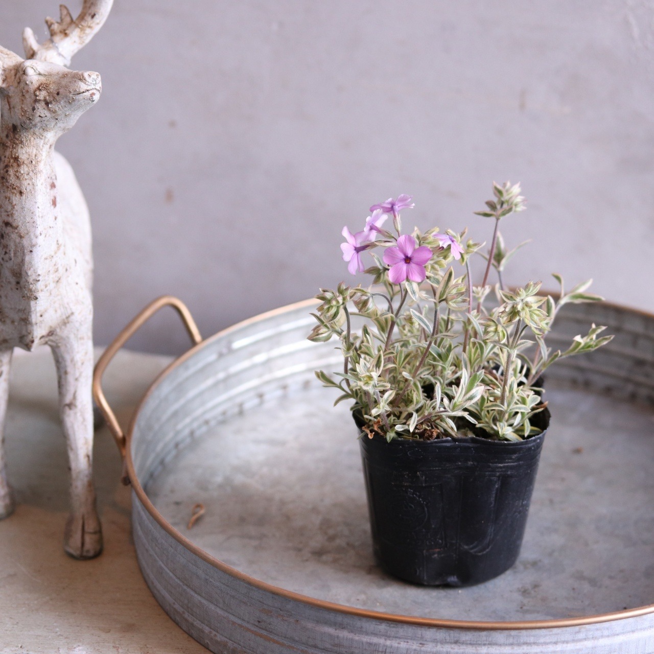 宿根フロックス プロクンベンス バリエガータ　寄せ植えにオススメ　ピンクのお花　庭、花壇にオススメ　丈夫　初心者にオススメ　