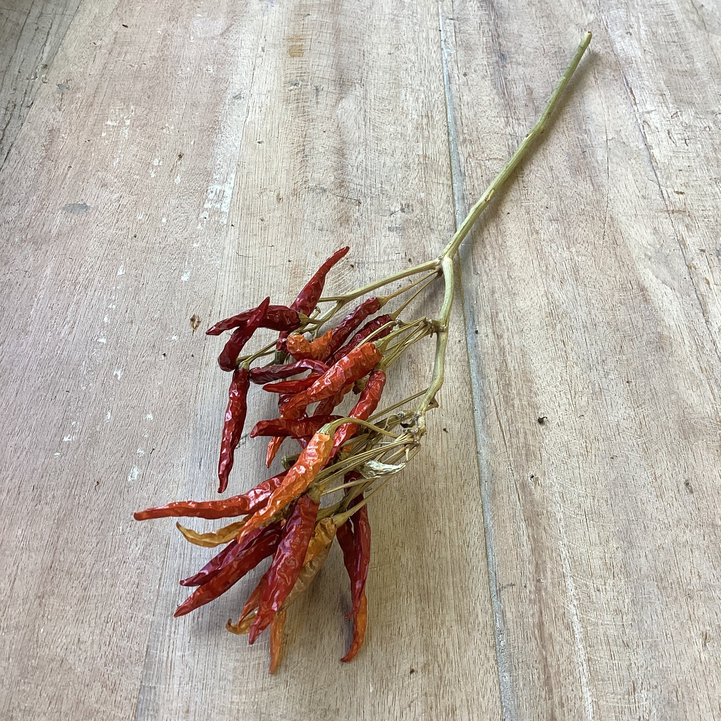 トウガラシ 5本 ドライフラワー | 新鮮お花問屋 Jp-Farmers.com