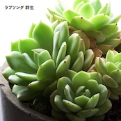 【10月4日イベント凱旋ガチャ】 10〜12種セット