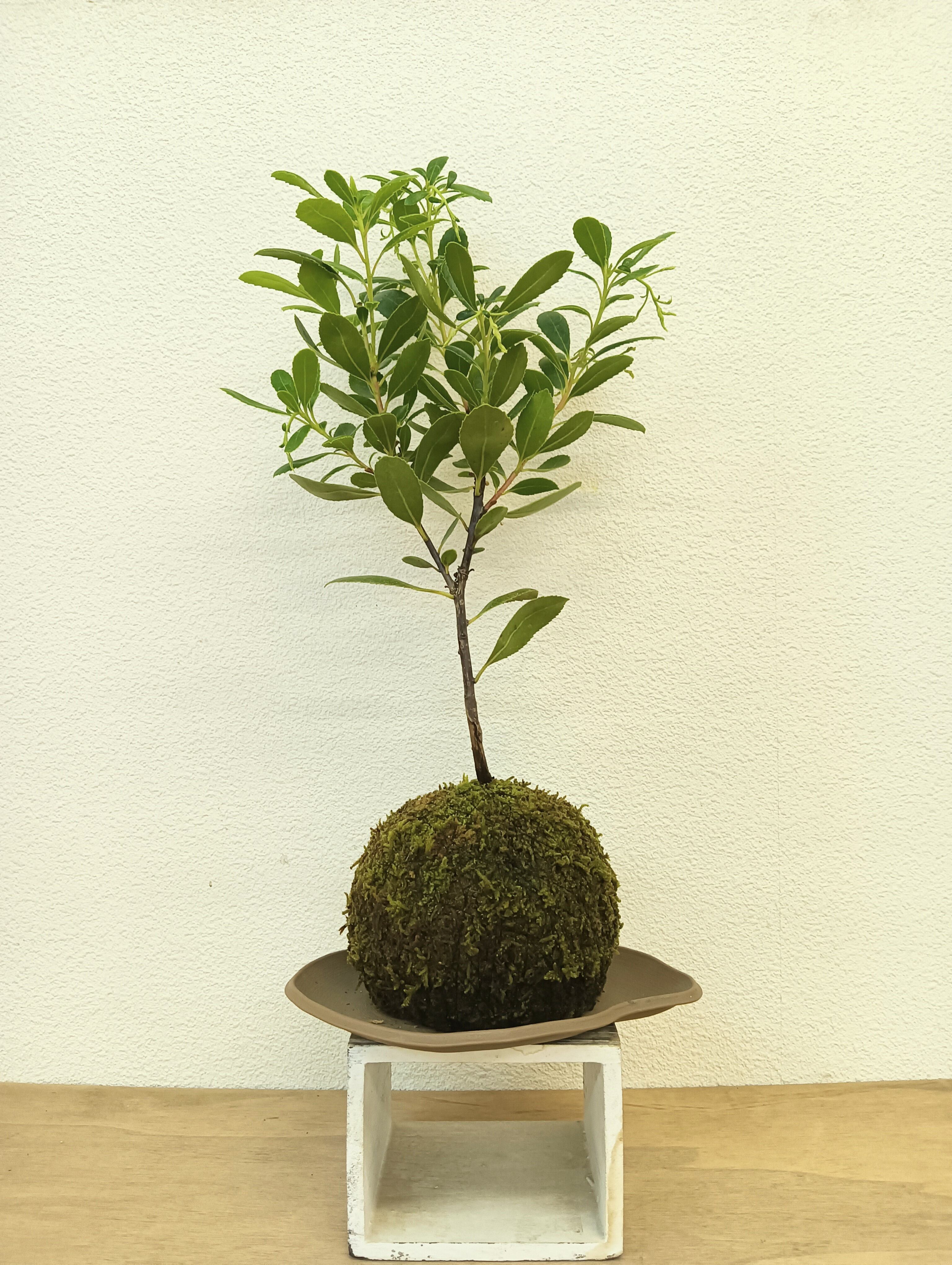 苔玉・苔 endo NORA spin off 〜阿賀の苔玉〜 (@weaving.ties_moss