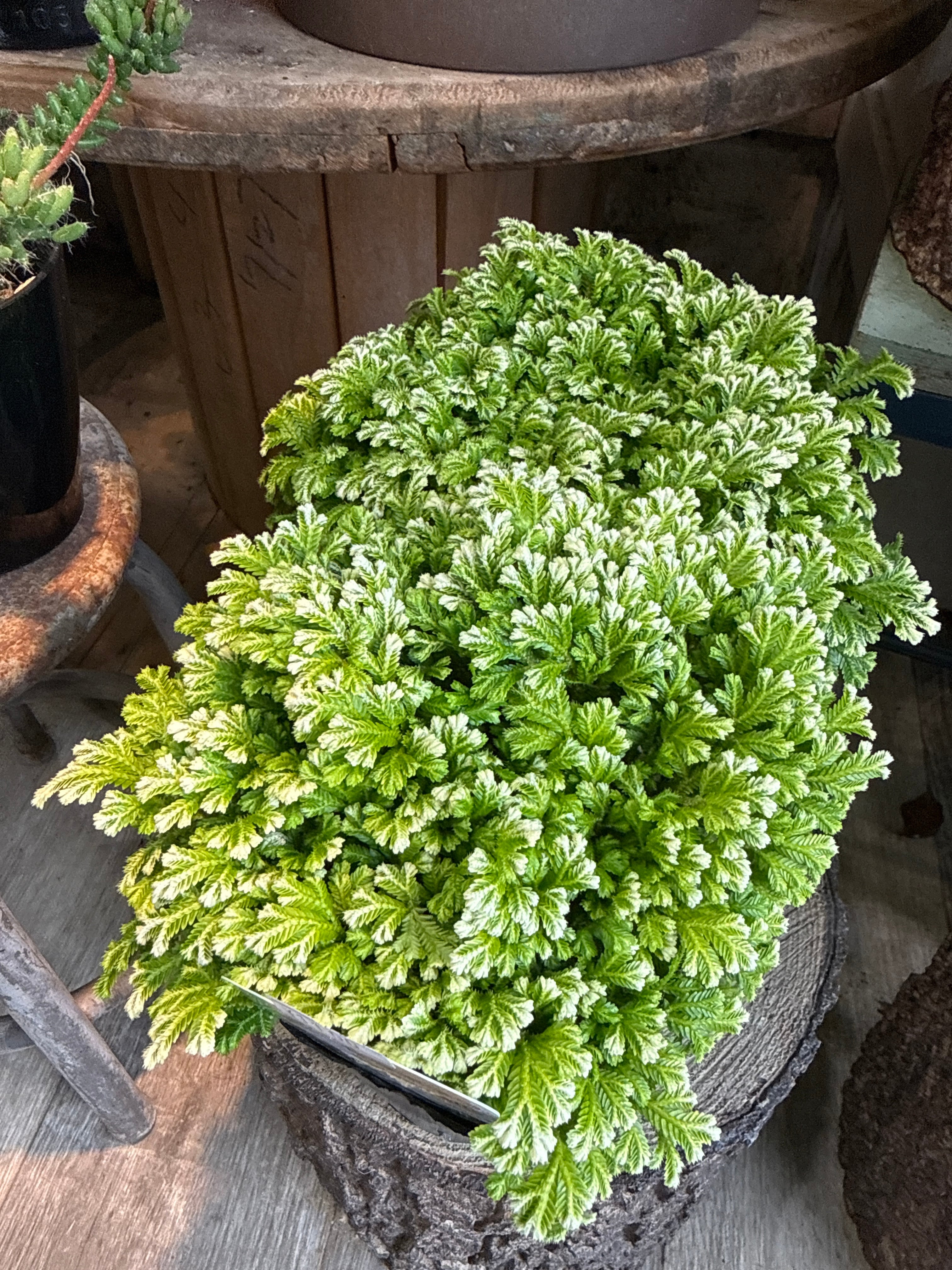 セラギネア斑入り | Gardenえん 【観葉熱帯植物】