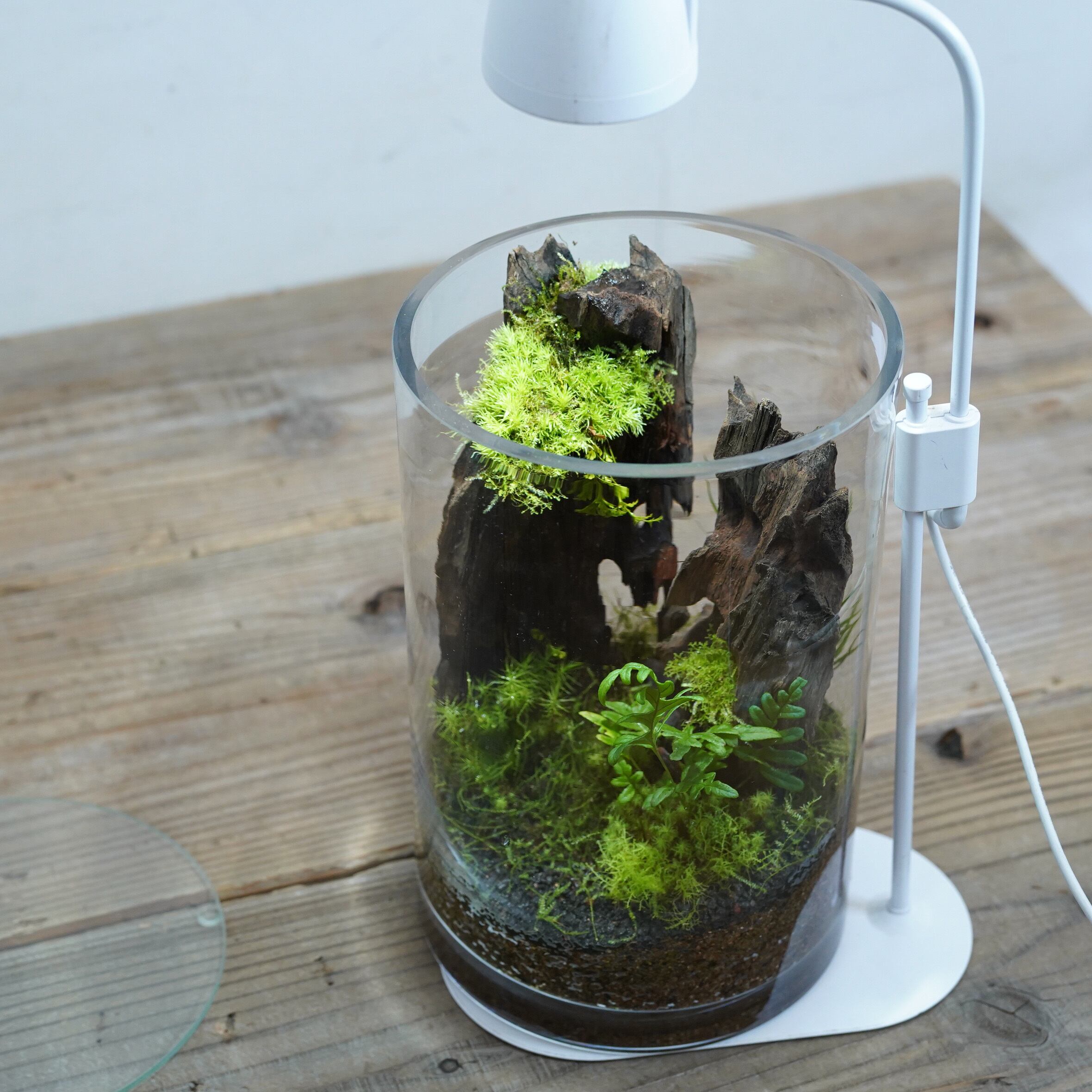 朽木苔 朽木苔 【公式通販】