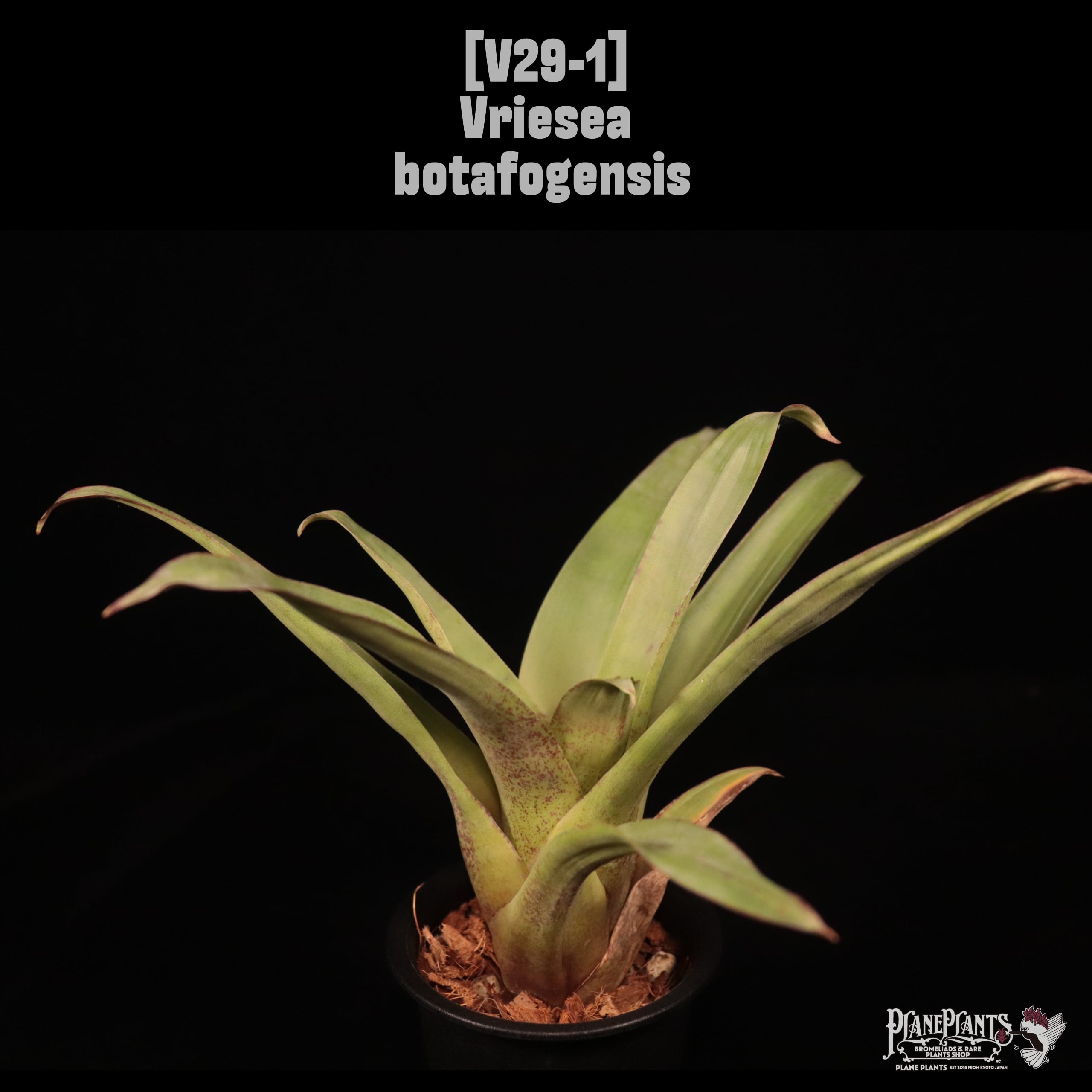 Vriesea botafogensis〔フリーセア〕V29-1