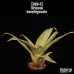 Vriesea botafogensis〔フリーセア〕V29-1