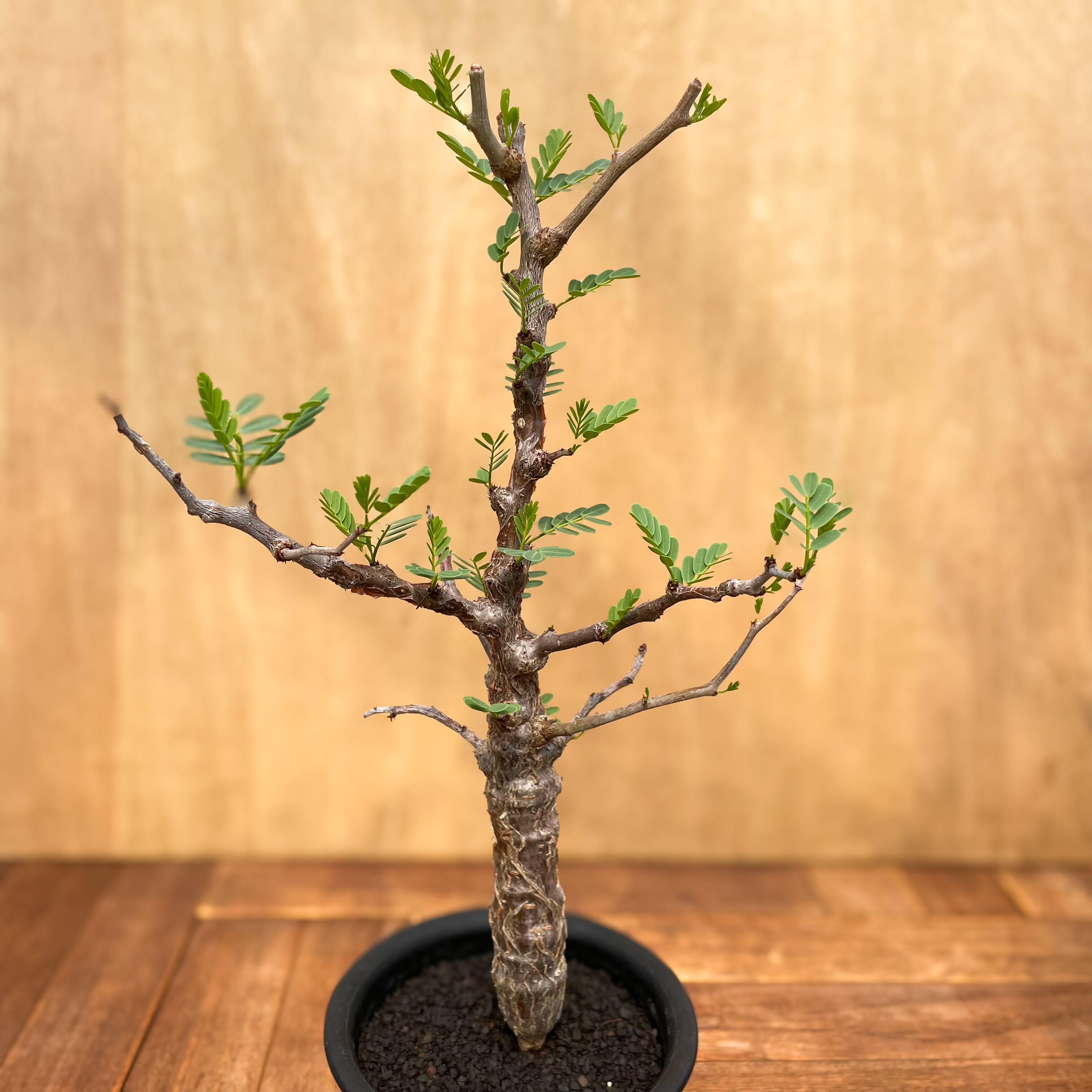 Anthurium moodeanum / アンスリウム・ムーデアナム② Anthurium moodeanum / アンスリウム・ムーデアナム② | tokyoplants