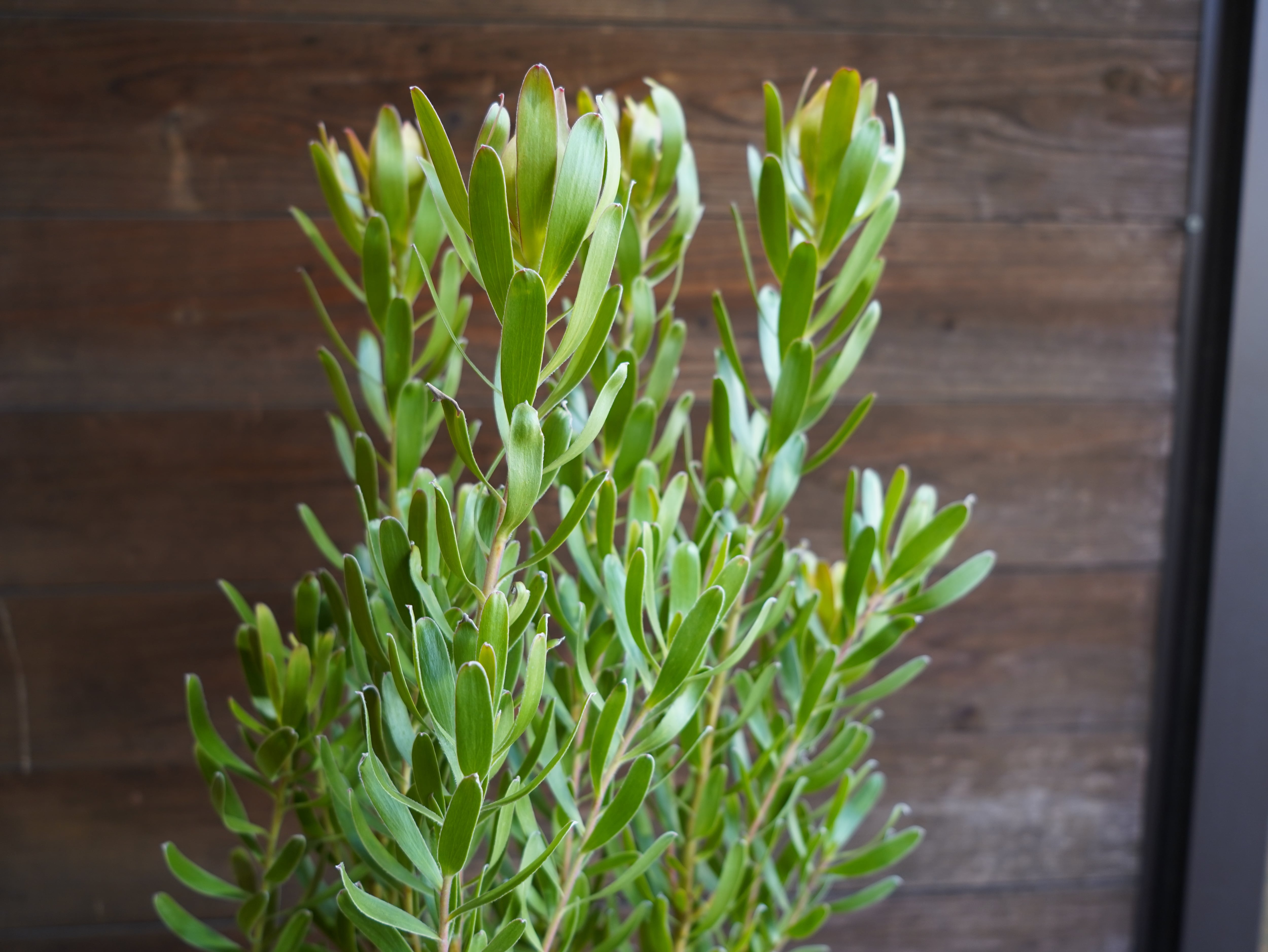 【現物】リューカデンドロン　”Sunshine”　６号