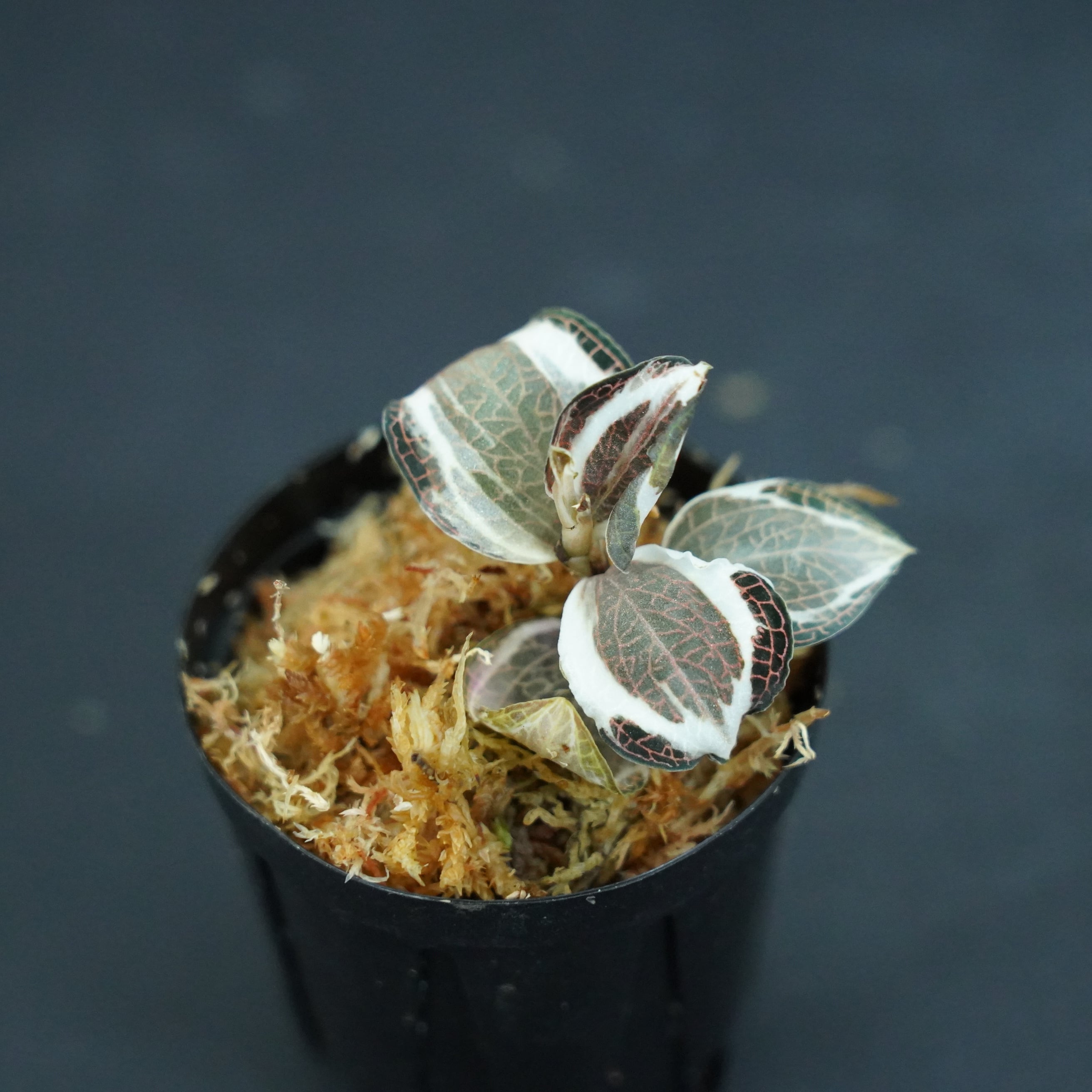 ◆現品◆アネクトキルス ロクスバギー バリエガータ(斑入り)【ジュエルオーキッド宝石蘭】#668