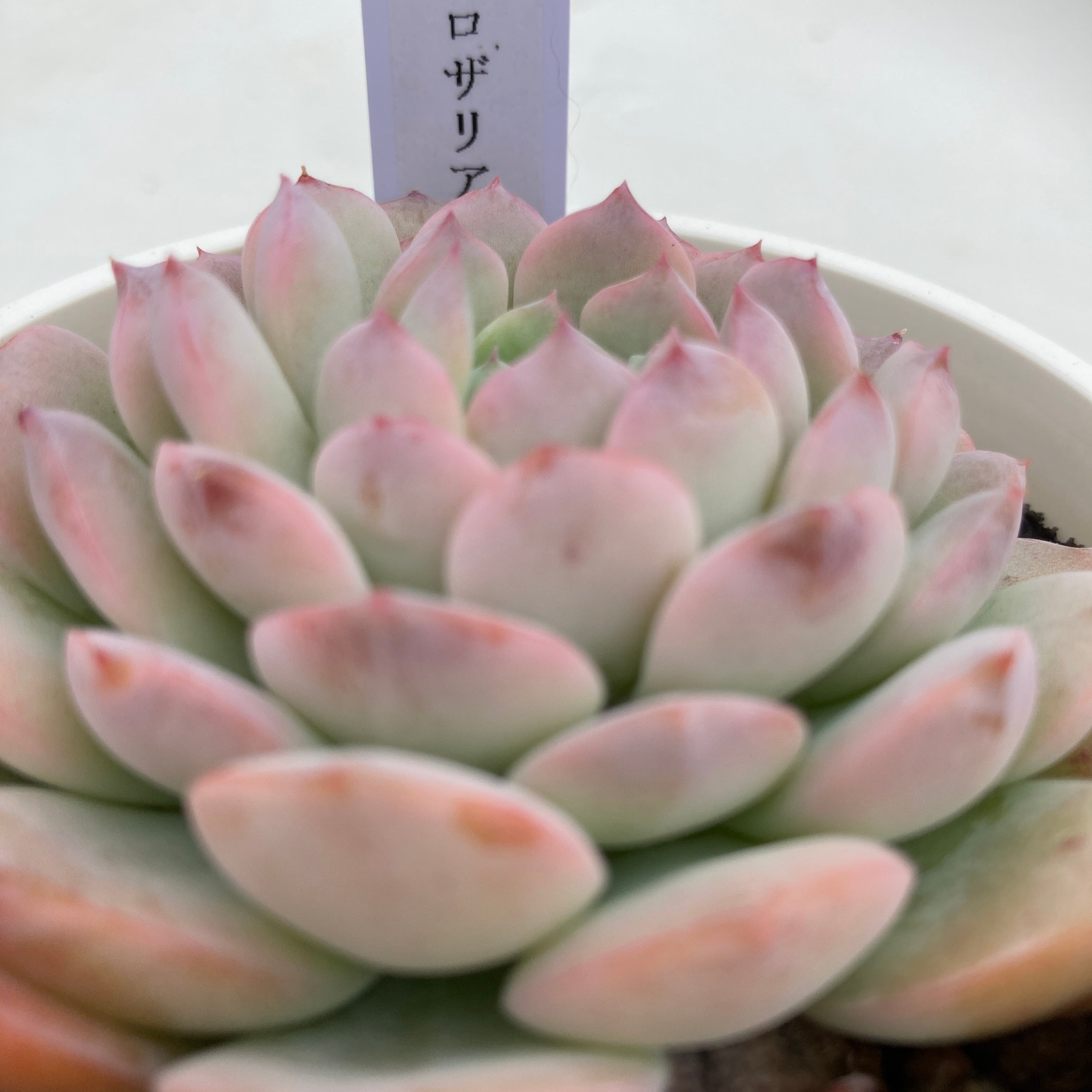 ロザリアページ ロザリア｜商品検索｜タイルの名古屋モザイク工業株式会社