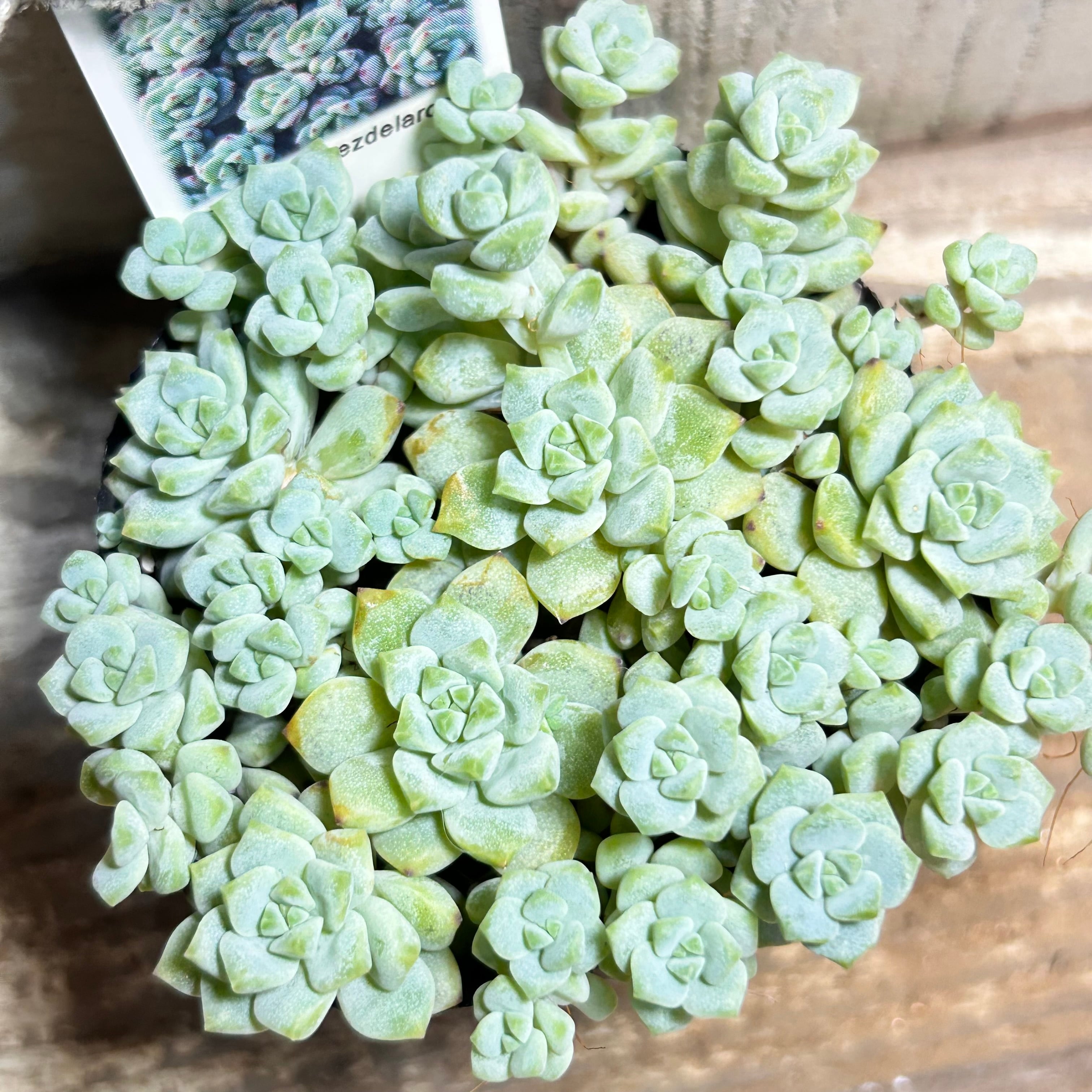 口笛玉 コノフィツム | RuPo 多肉植物専門店