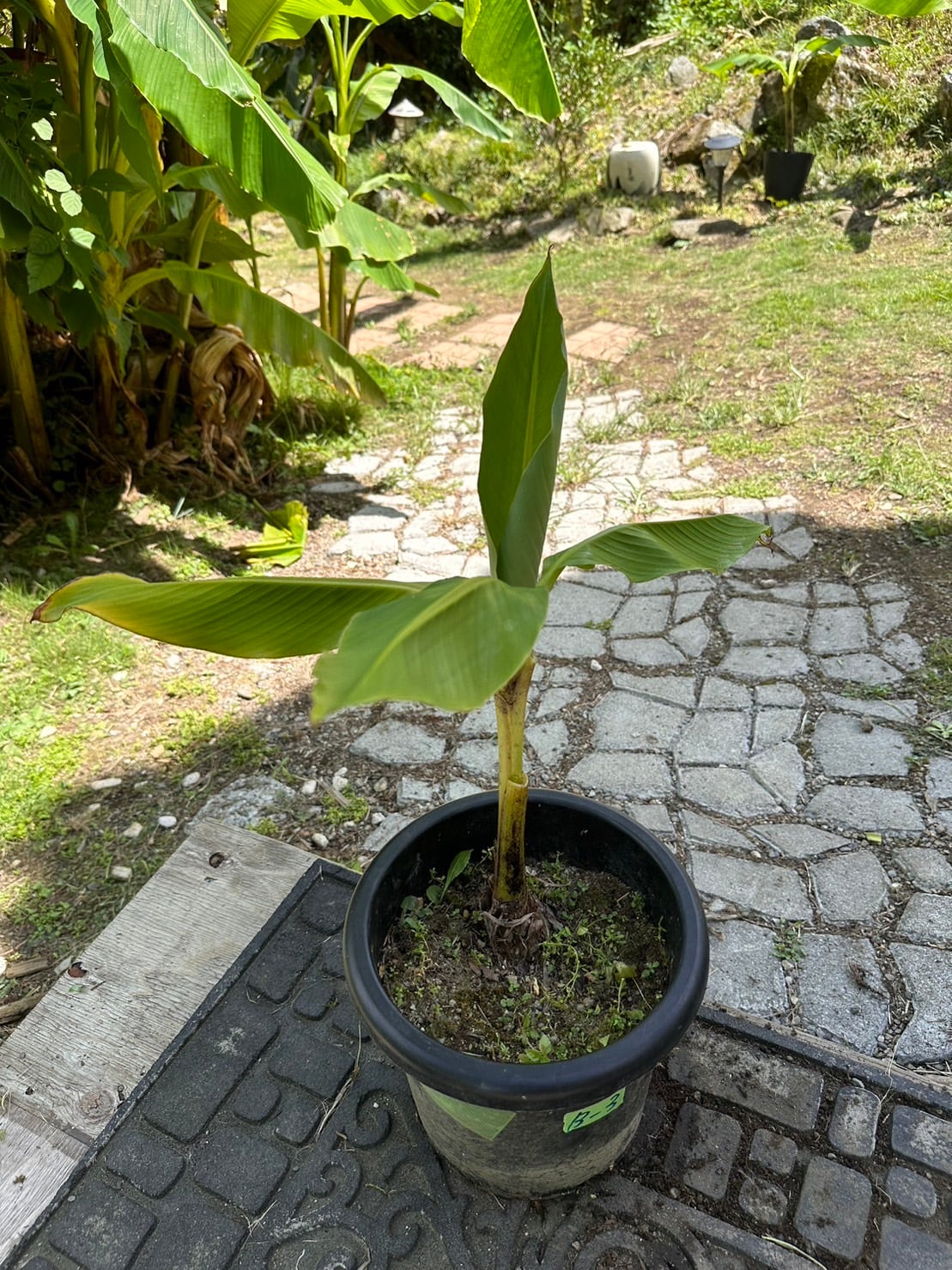 芭蕉 ジャパニーズバナナ バショウ 苗 B-3 【鉢底から計測】 約60cm