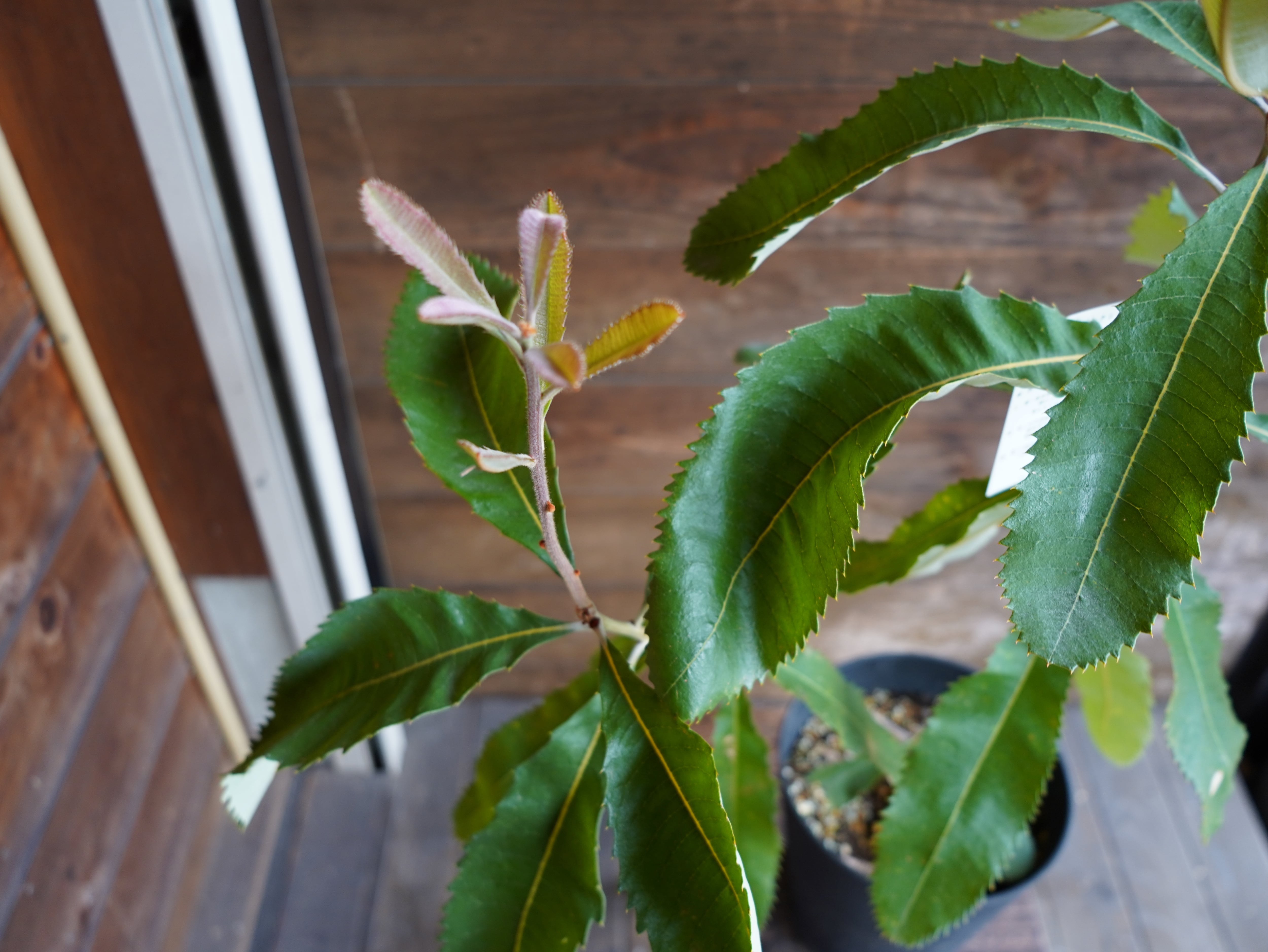 【現物】バンクシア　”ロブル”（スワンプバンクシア）　A