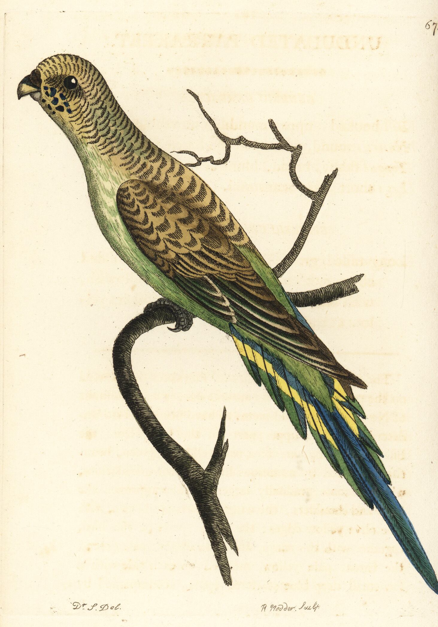 まりも様❤セキセイインコ ねこ オリジナル オブジェ♡ - ciagro.mx