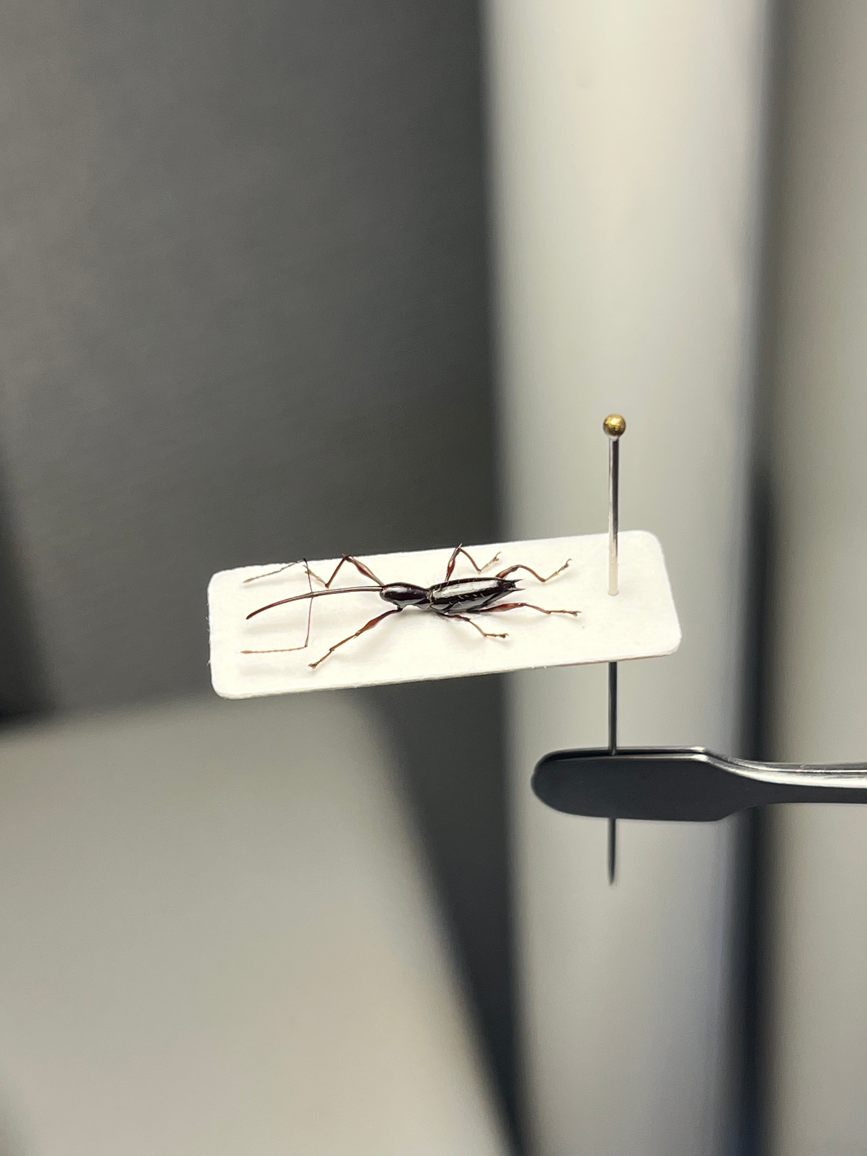 54mm】サルオガセギスに酷似のOrthoptera sp.キリギリス バッタ