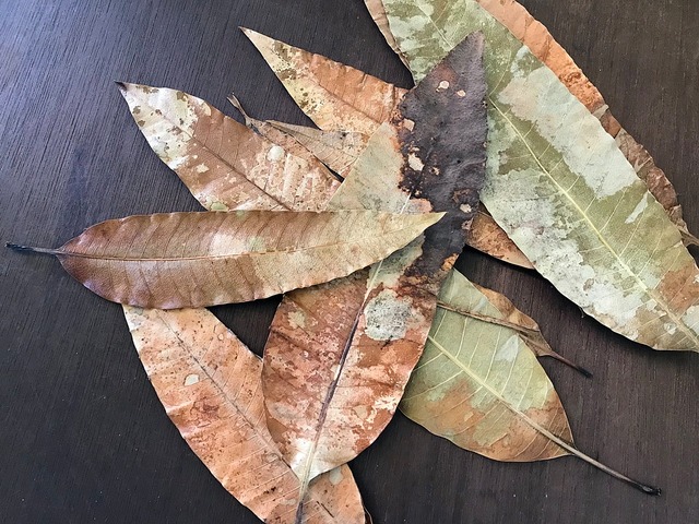 マンゴーの葉・平皿SUMI