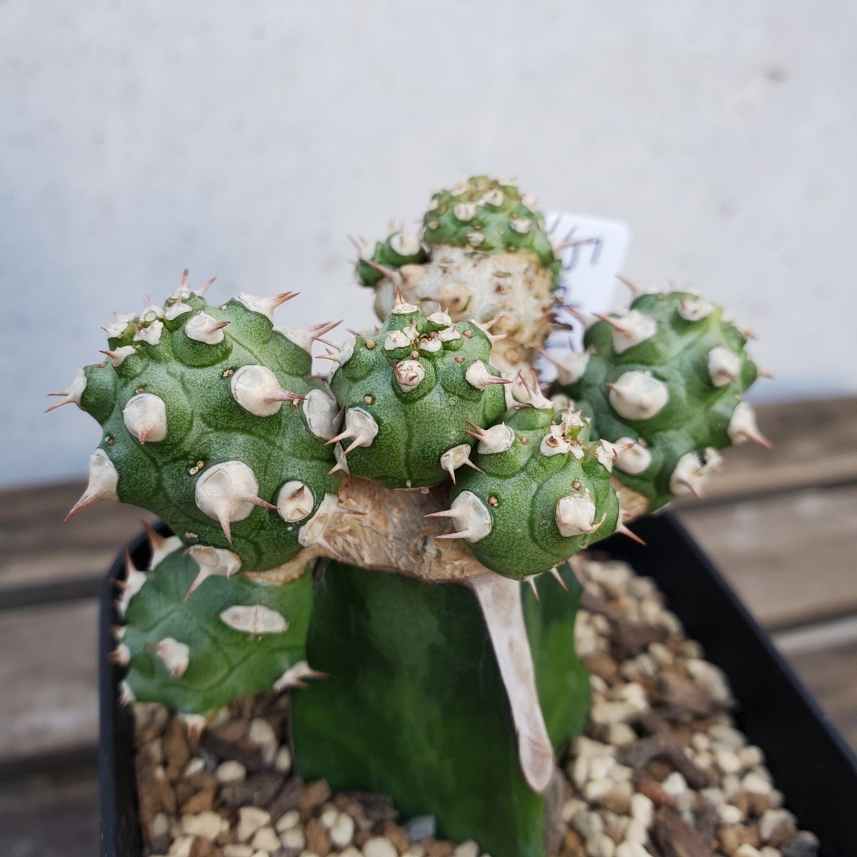 接ぎ木】Euphorbia cv.Tom ユーフォルビア トム | Libaran_Plants 