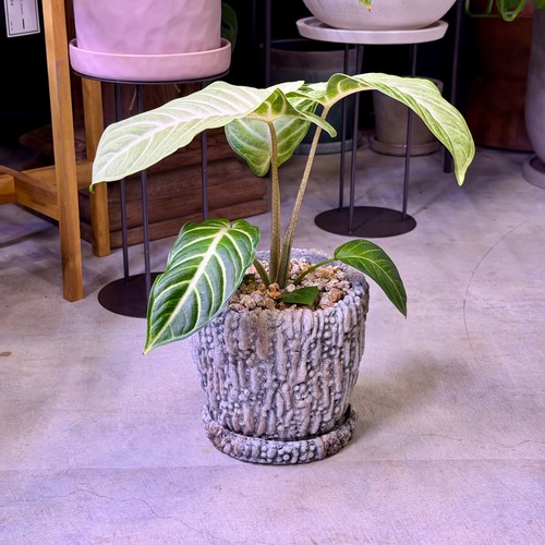 キサントーマ・ミント