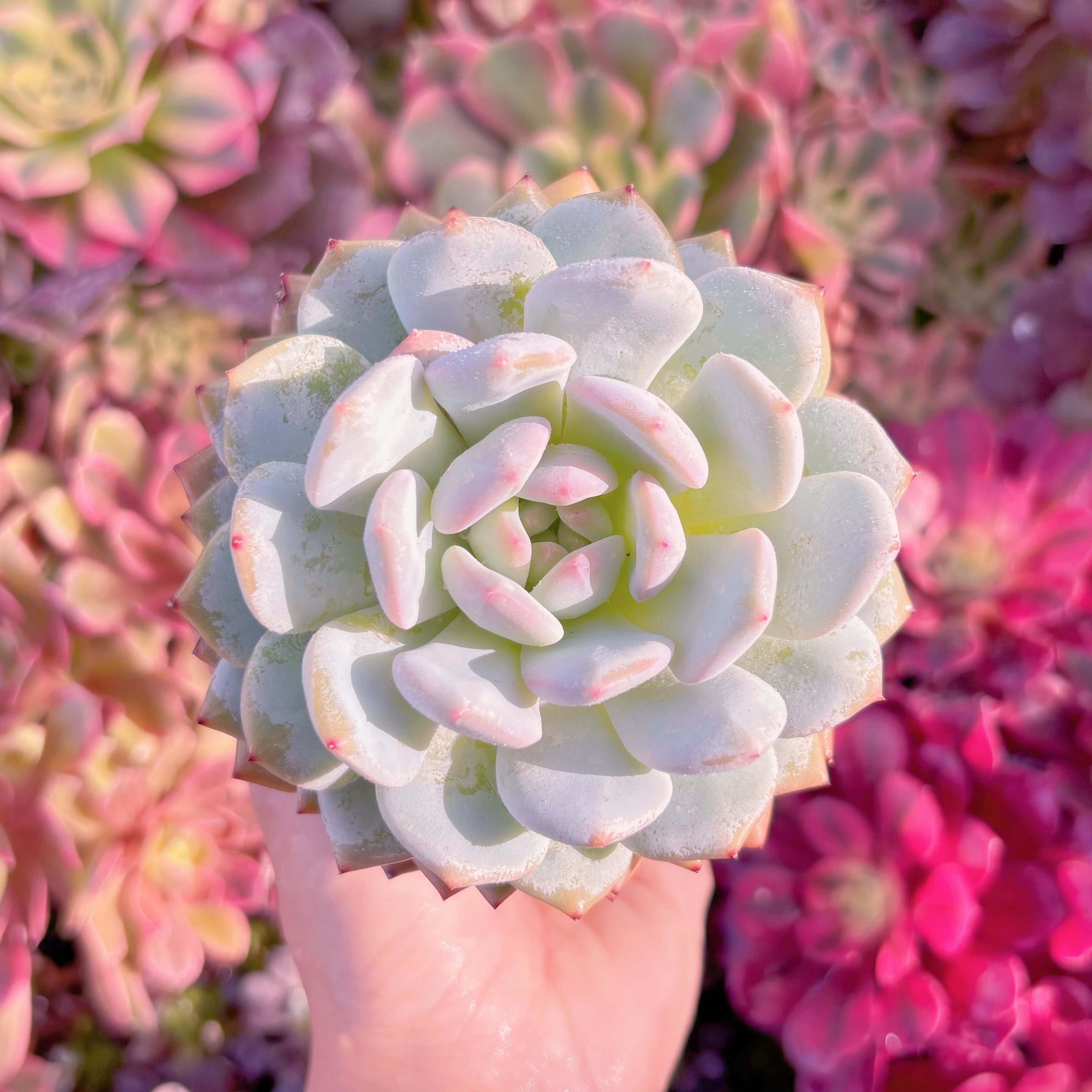 現品　玉芙蓉#A005　大苗　るる農園