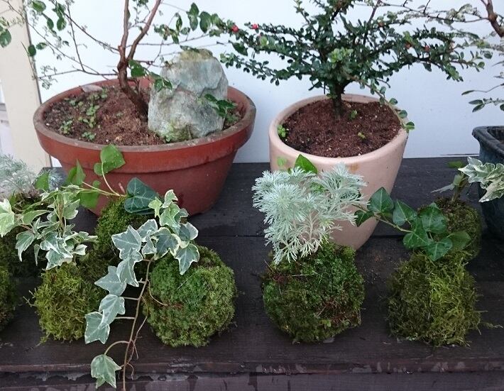 オリーブの木 チプレッシーノ SOUJU 8号鉢植え オリーブの木