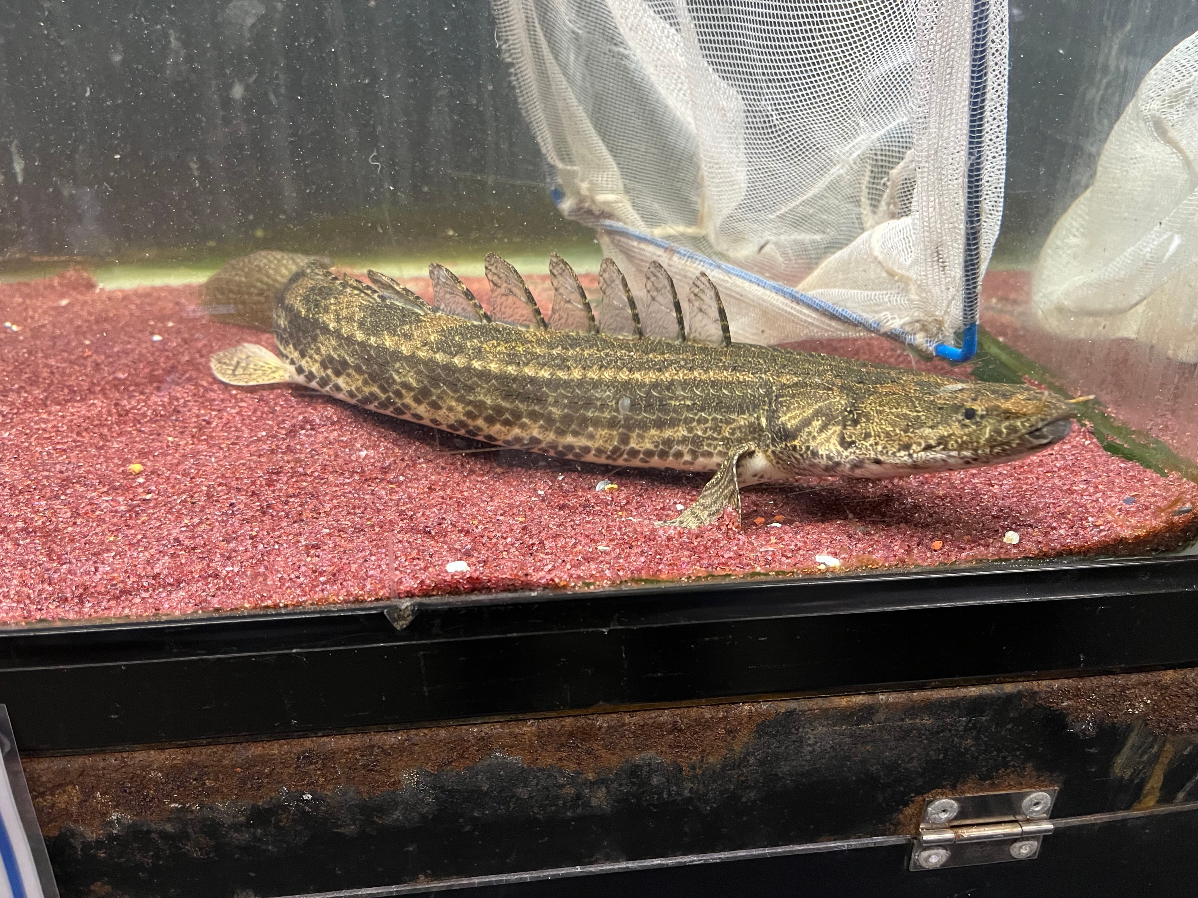 1匹】特価！ギニア直輸入便WILDポリプテルスspコロントン35-40cm  