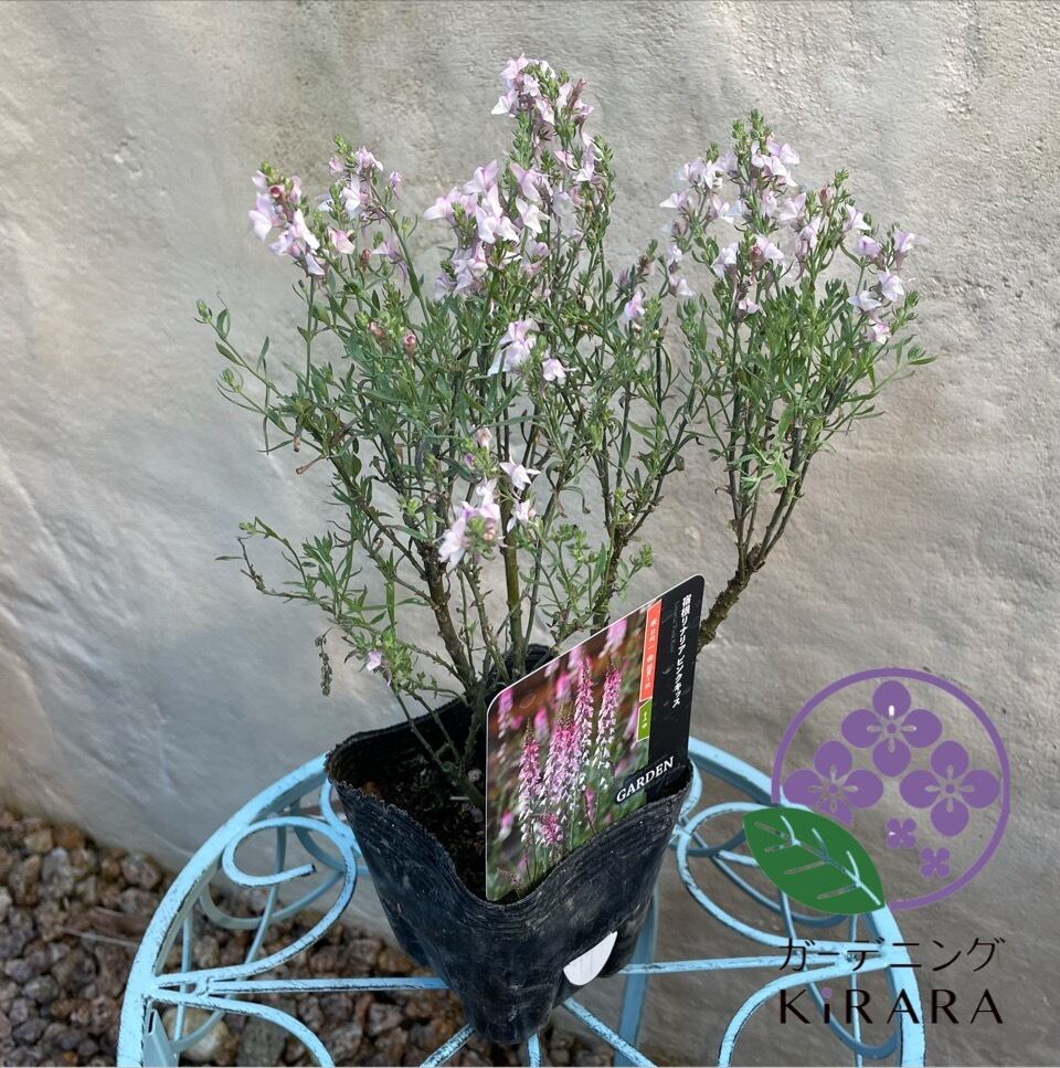 グレビレア キングセレブレーション | ガーデニングキララ オンライン