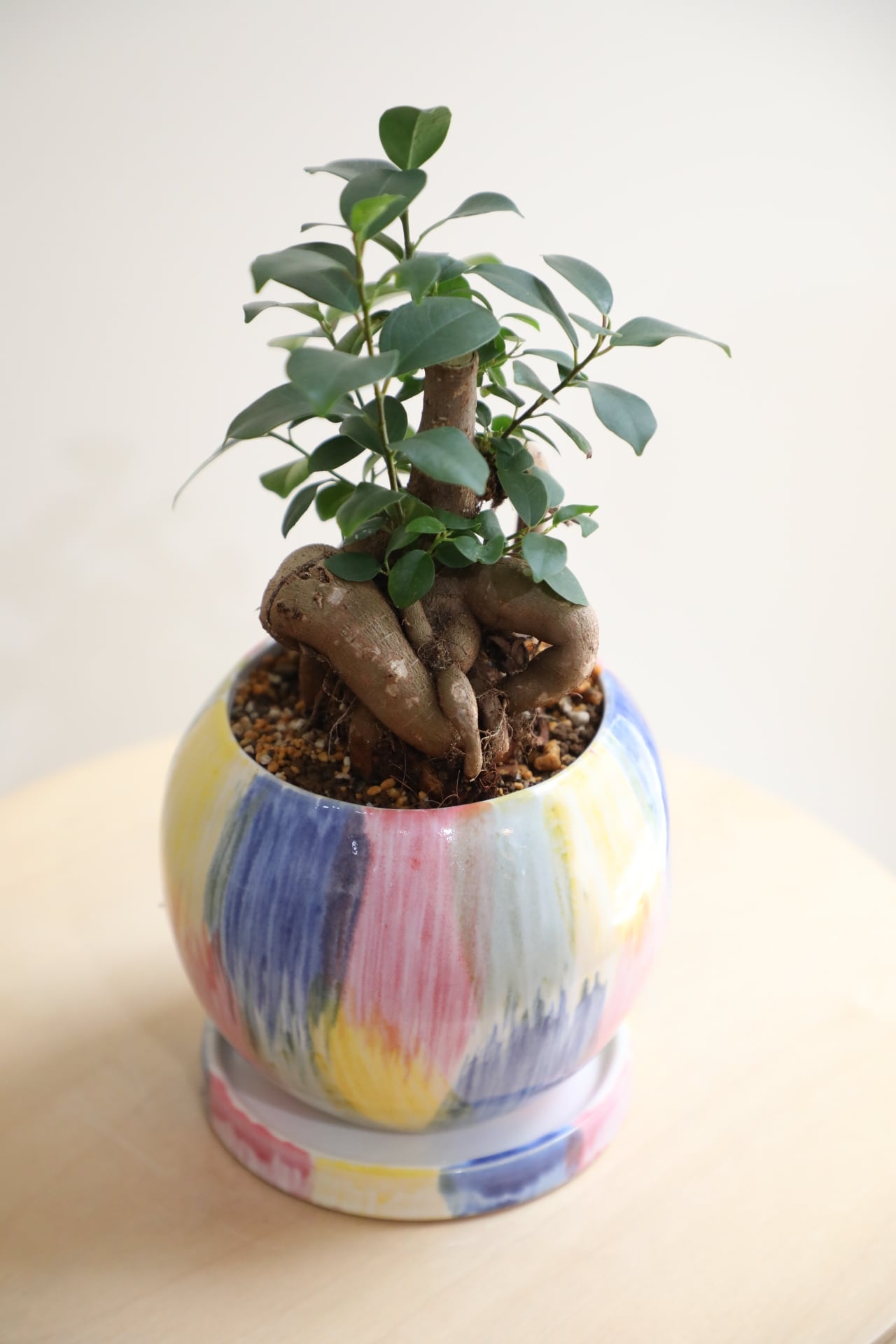 S】ガジュマル/Ficus microcarpa | 【厳選植物・器】MIDORI DOUMEI 翠