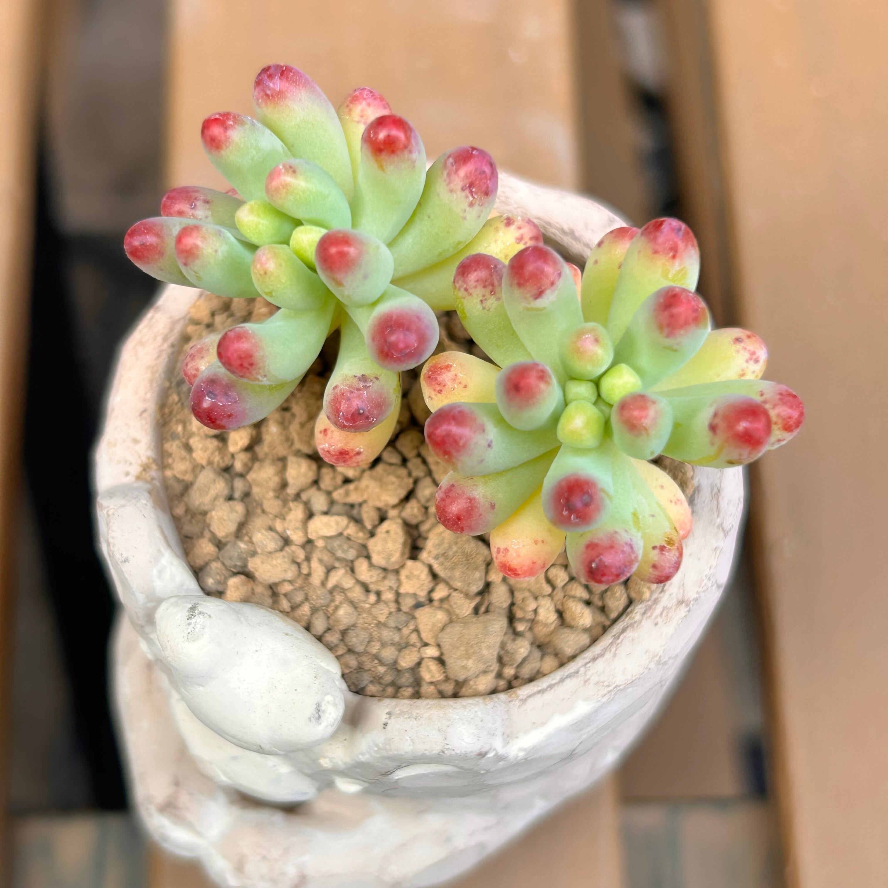 ミルクホワイト(アエオニウム) | RuPo 多肉植物専門店