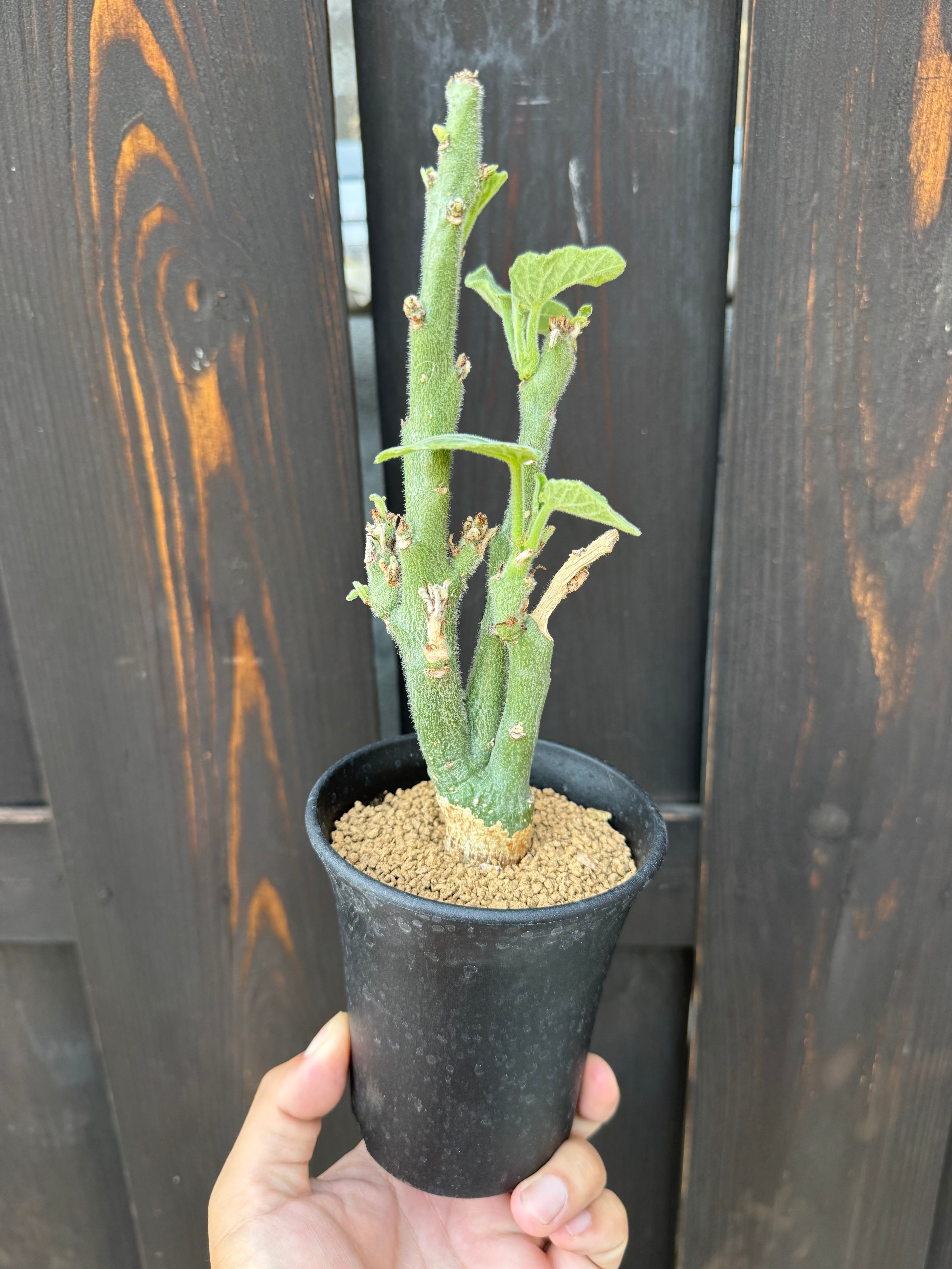 塊根植物 -caudex- | 青坊主-aobouzu-