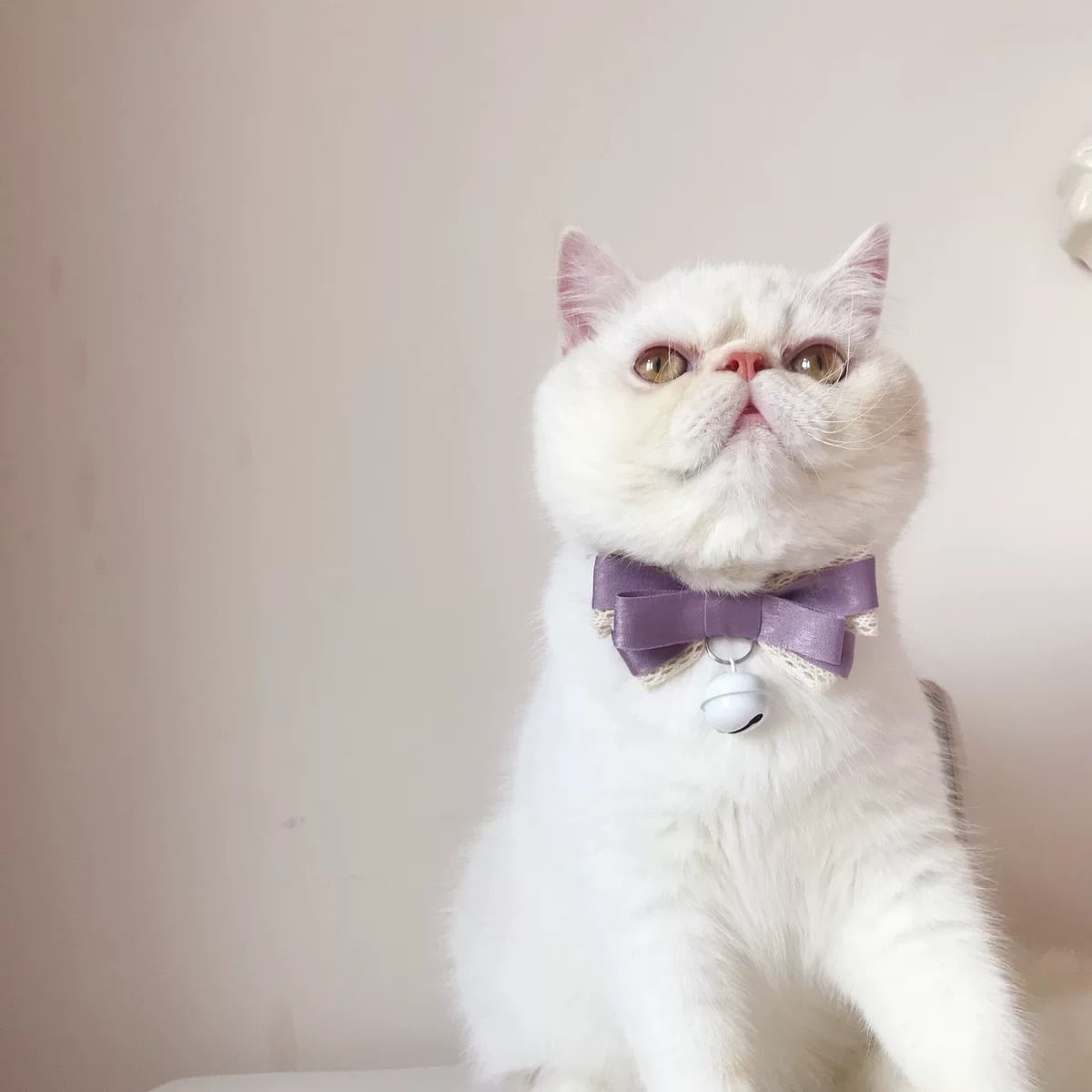 ニュアンスカラーリボン首輪 猫 チョーカー 猫グッズ | nyanpets 猫