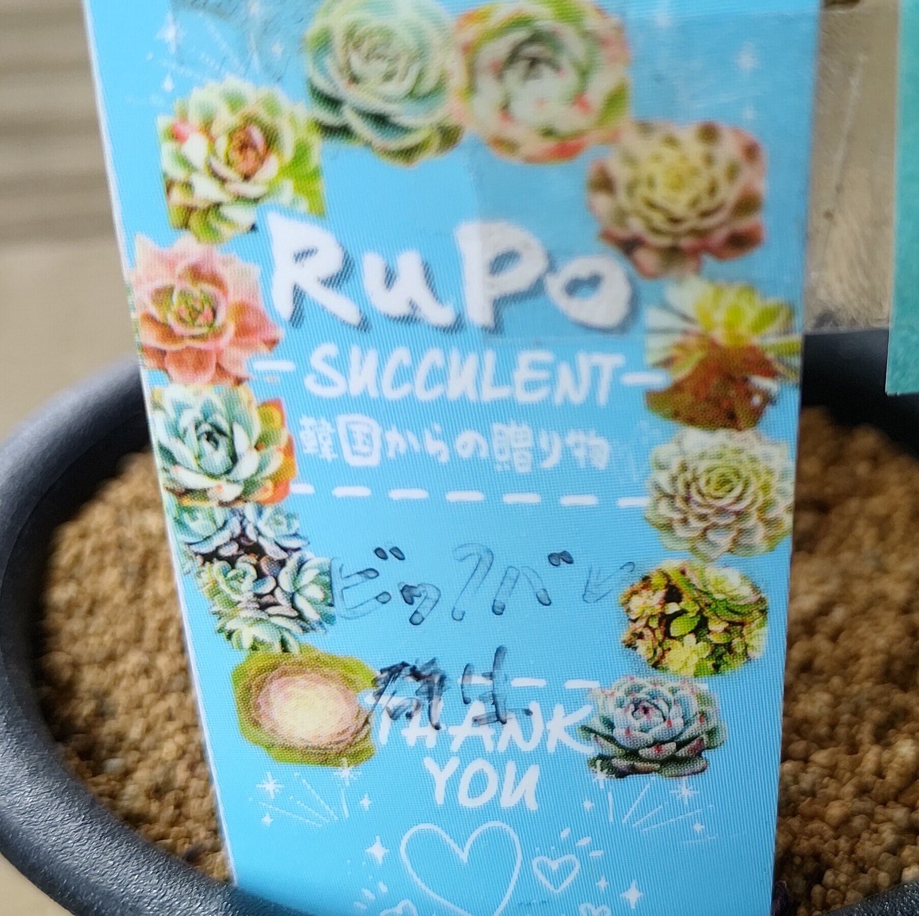 ビックバン(アエオニウム)B | RuPo 多肉植物専門店