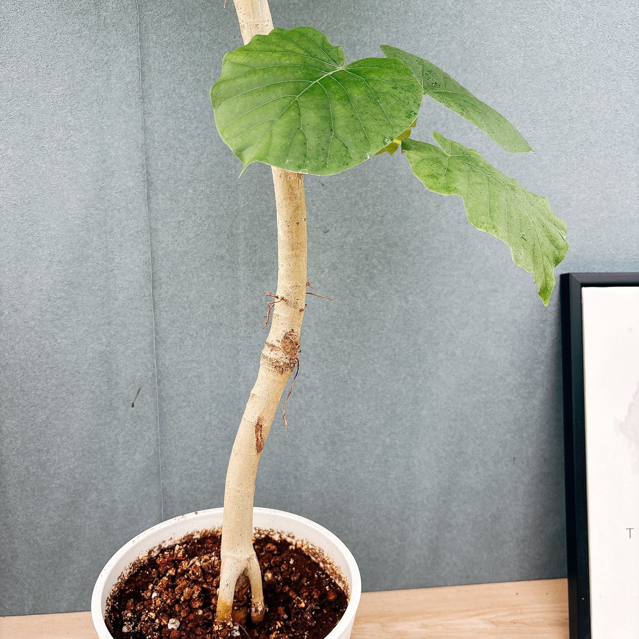 現品］28番 フィカス ウンベラータ 8号 観葉植物 室内 大型 ゴムの木