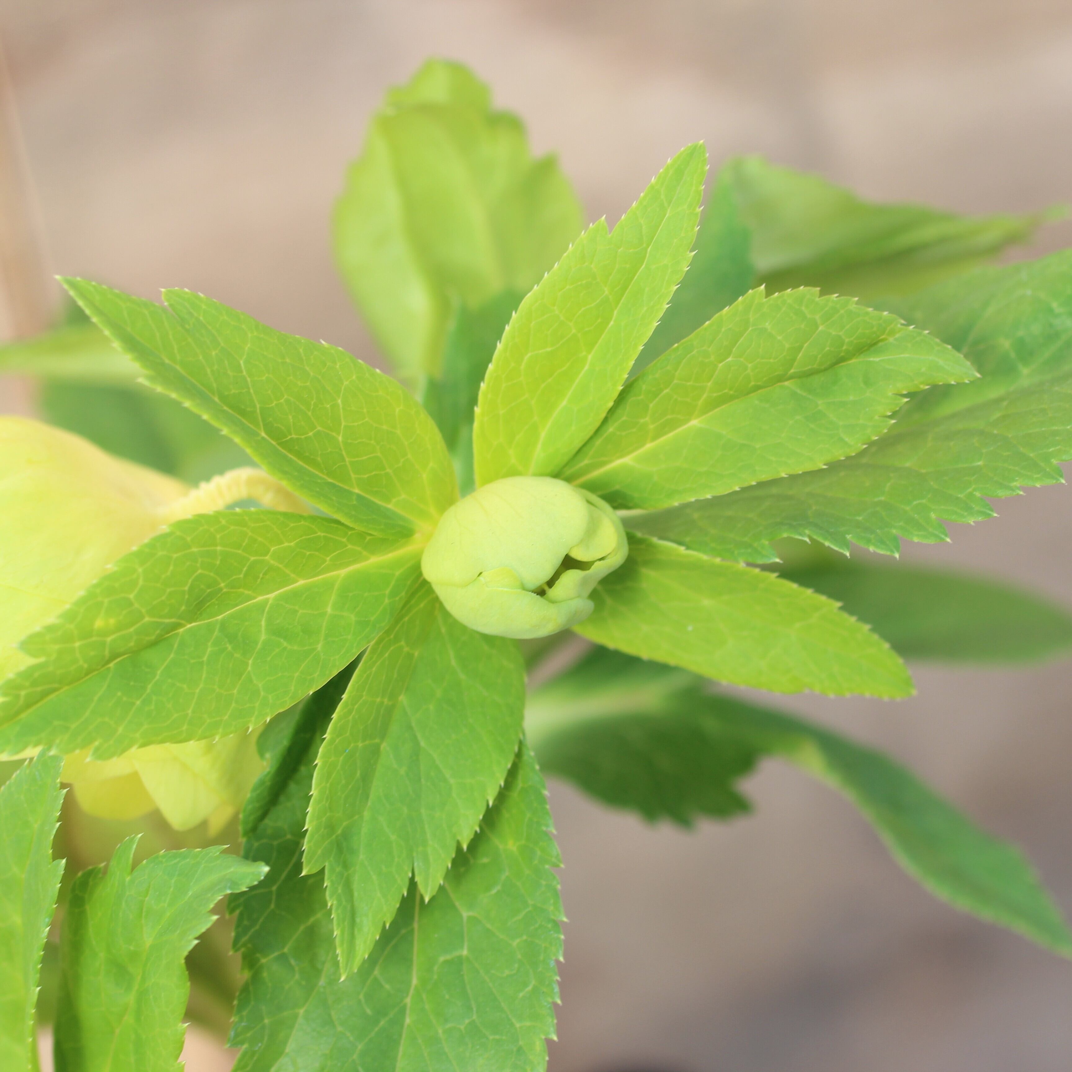 WS26-044 クリスマスローズ ウィンターシンフォニー オーレア系