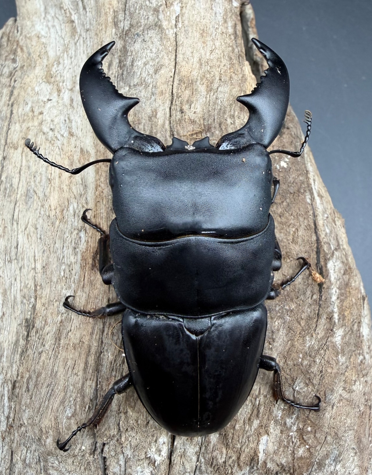 【WD】《スマトラオオヒラタ パダン産 80.5mm ペア》