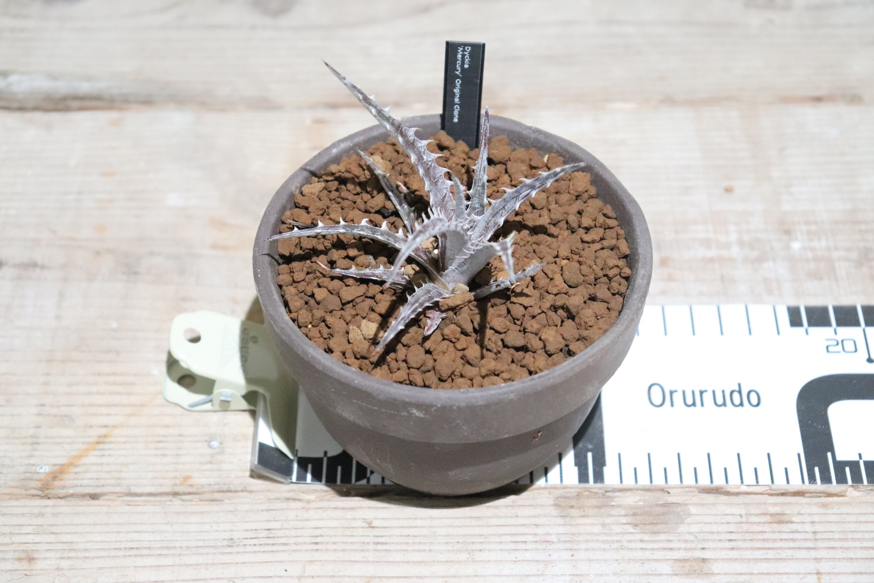 送料無料】'Mercury' Original Clone《未発根株》〔ディッキア〕現品